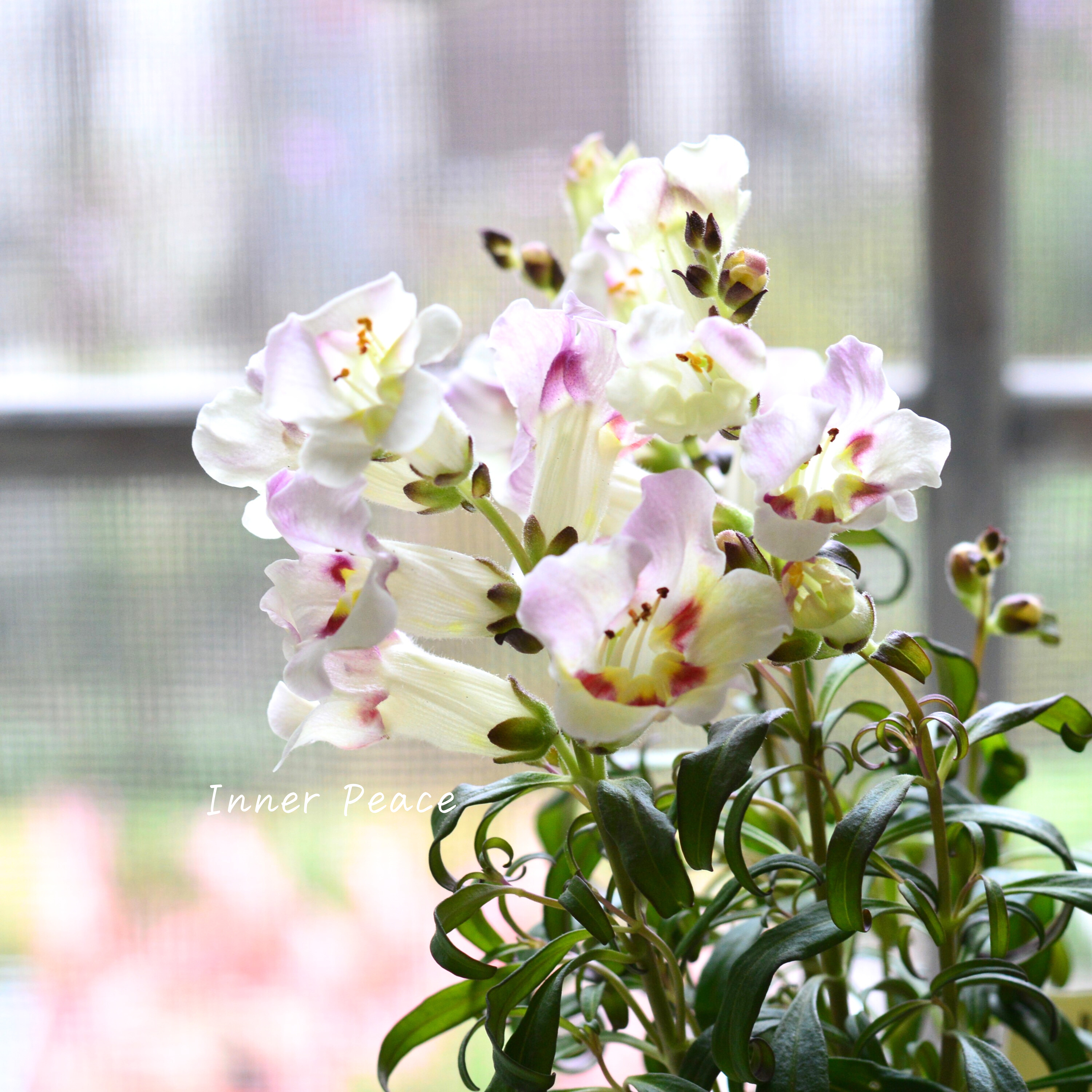 【かわいい】 キンギョソウ 『アンティキティ レモン』 3寸POT