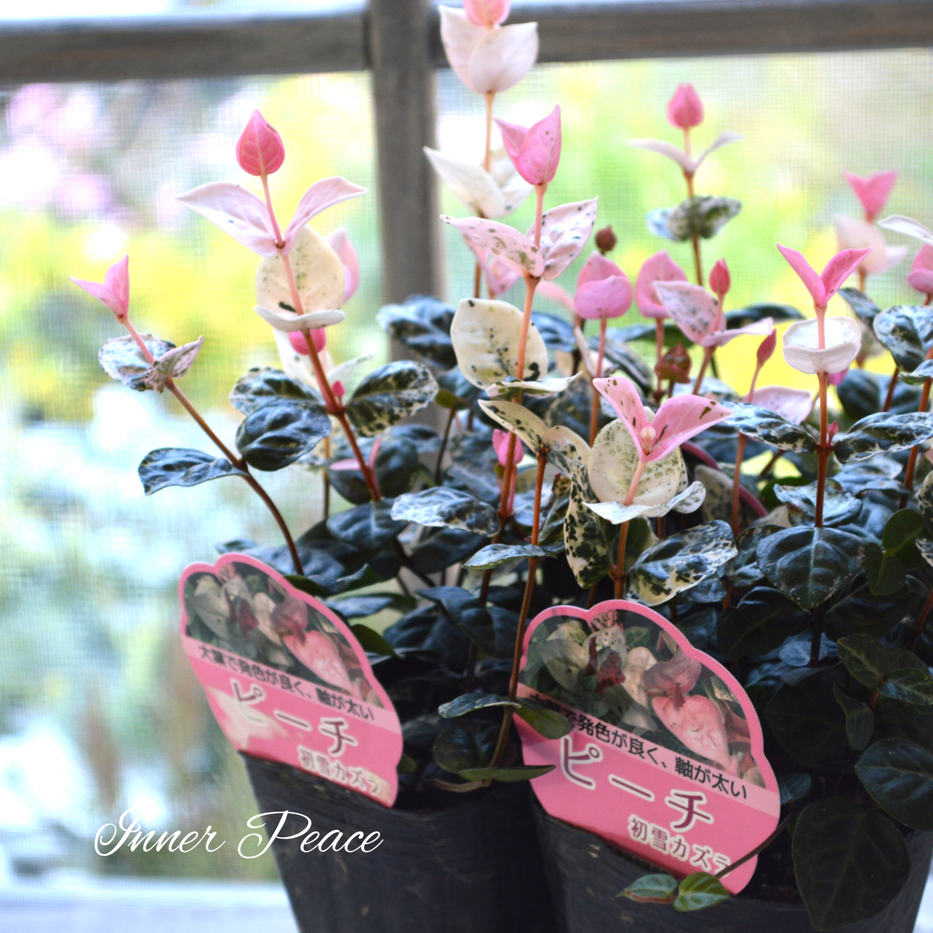 【美しいリーフ】 ハツユキカズラ『ピーチ』 3寸POT