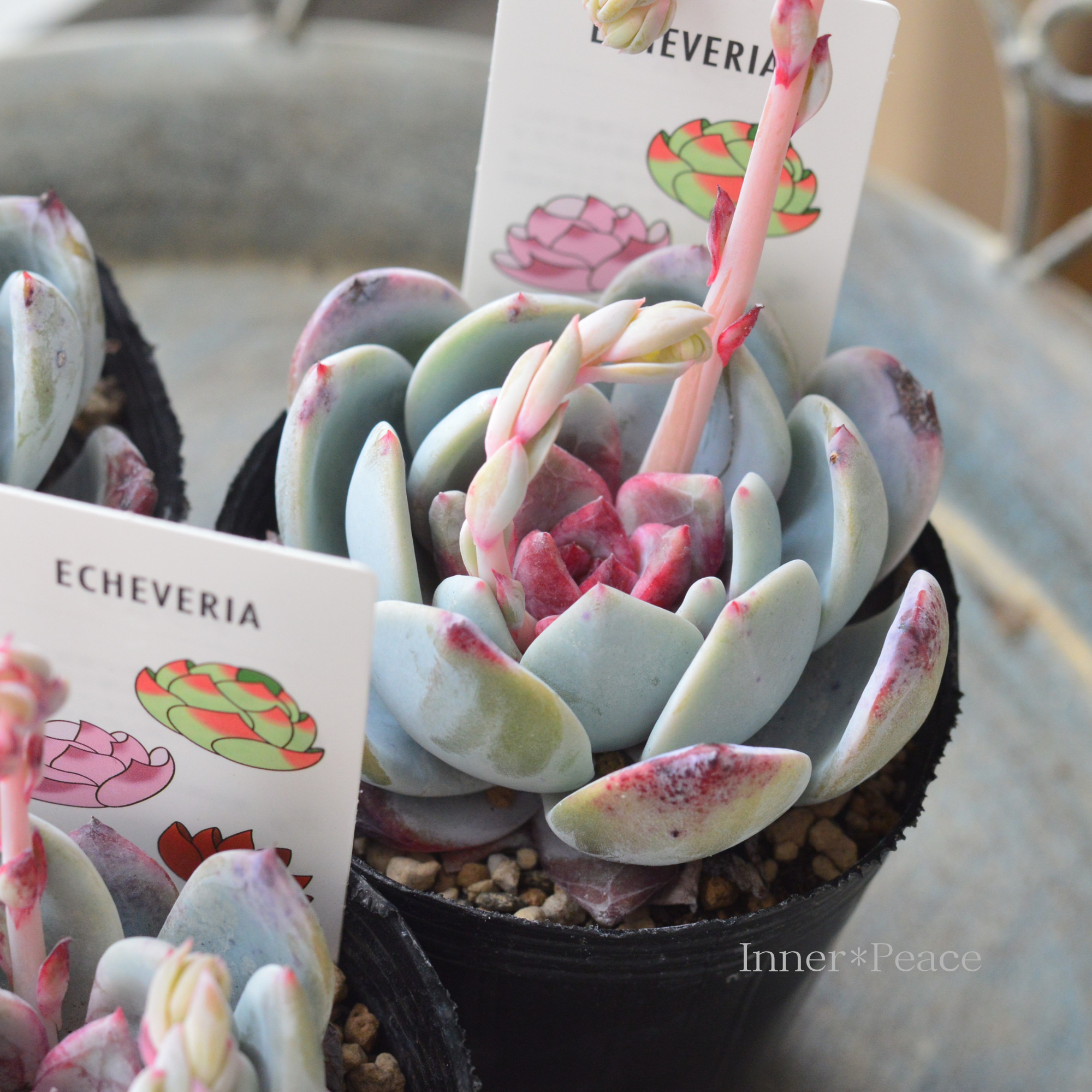 【多肉植物】 エケベリア 『トラムソ』 2.5寸POT