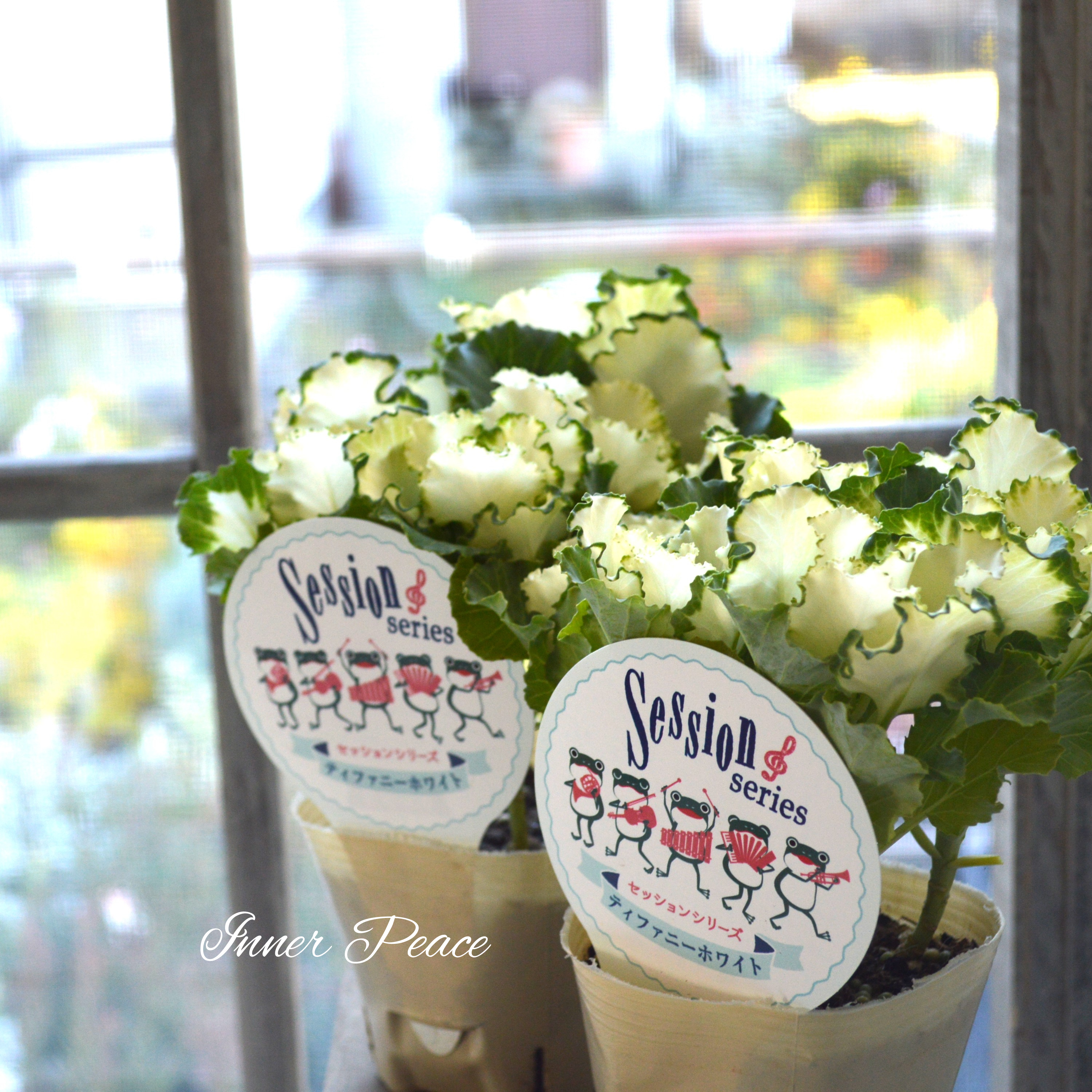 【5本植え】 葉牡丹 『セッション・ティファニーホワイト』 3寸POT