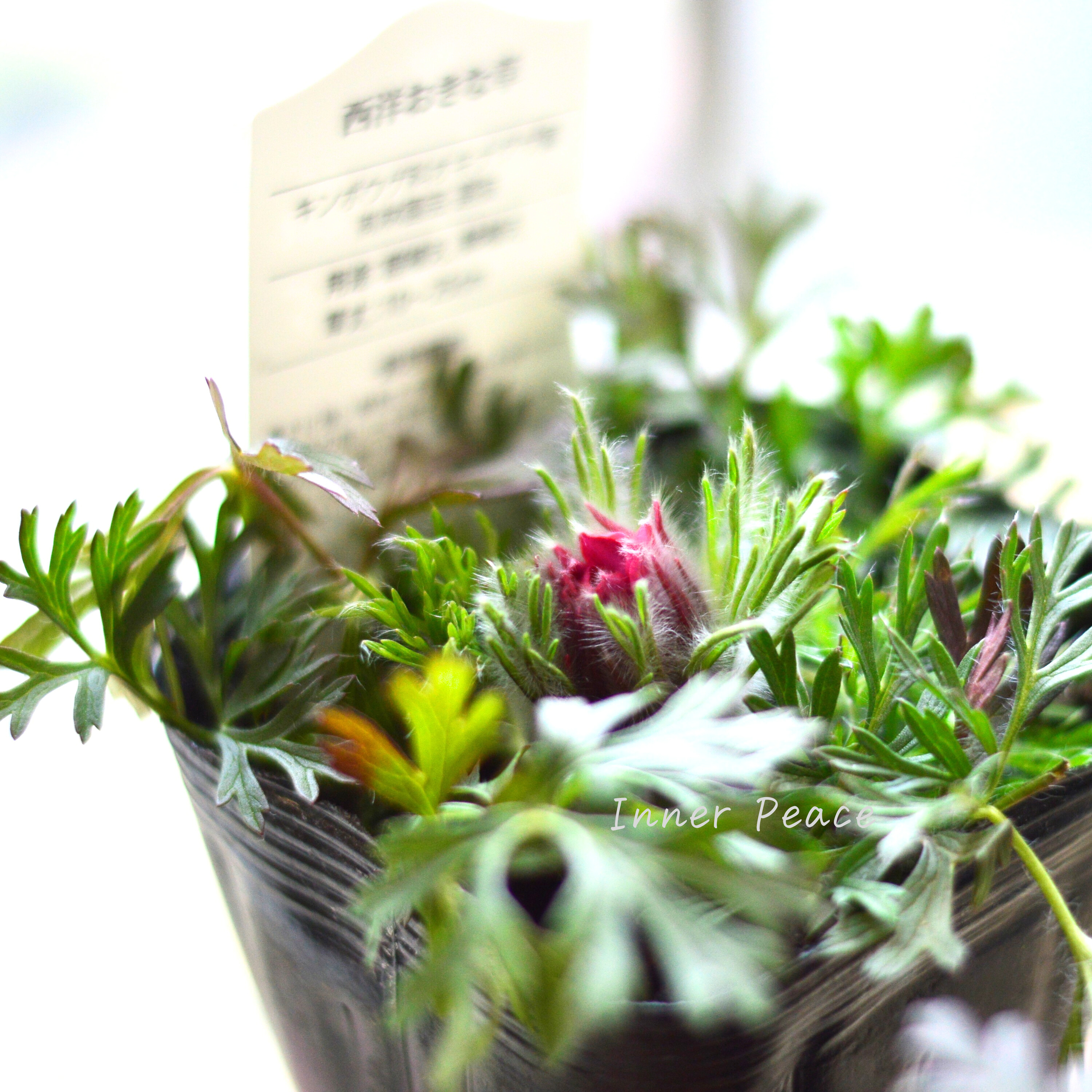 【美しい】 西洋オキナグサ 『プルサティラ ブルガリス・レッド』 3.5寸POT