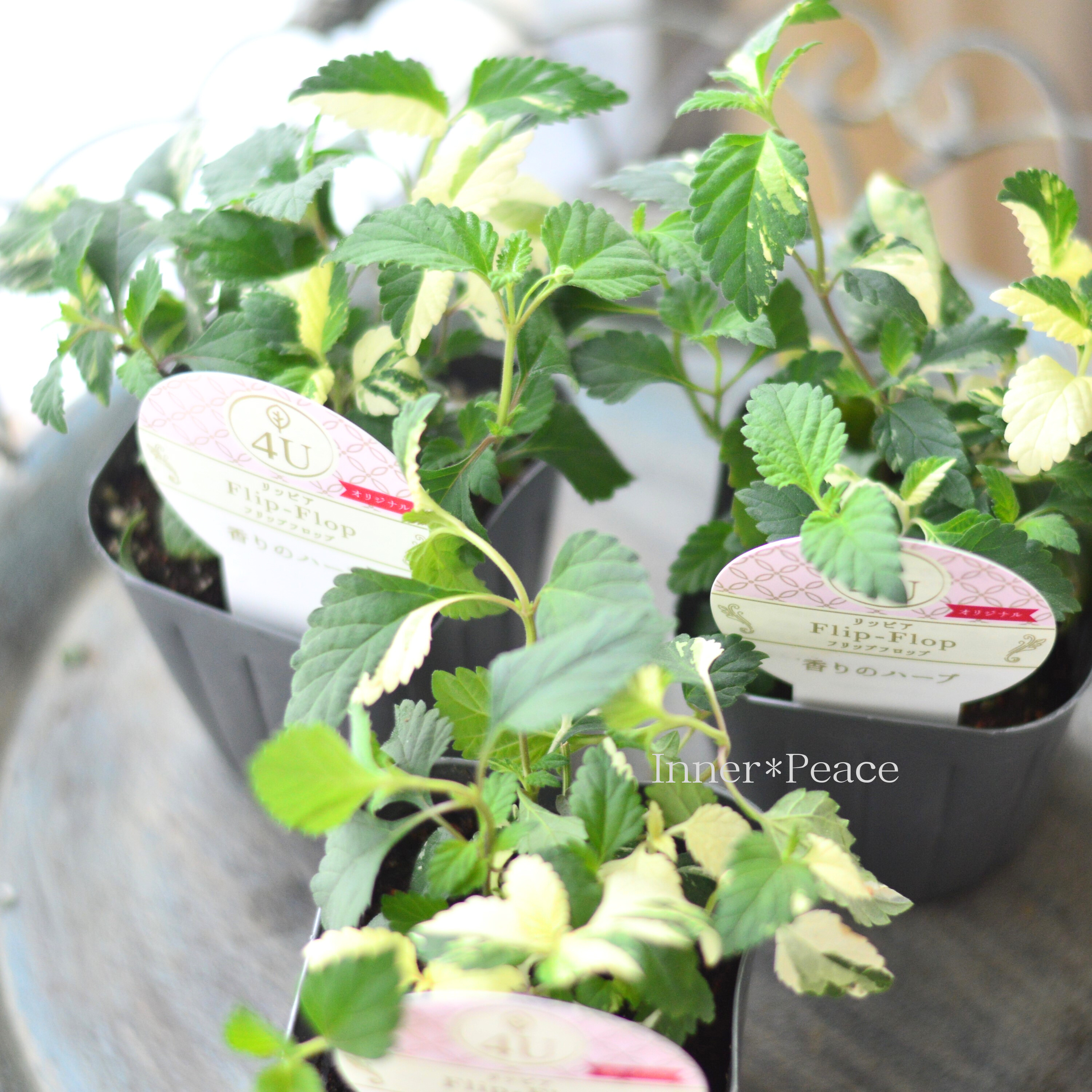 【斑入り】 リッピア 『フリップフロップ』 3寸POT