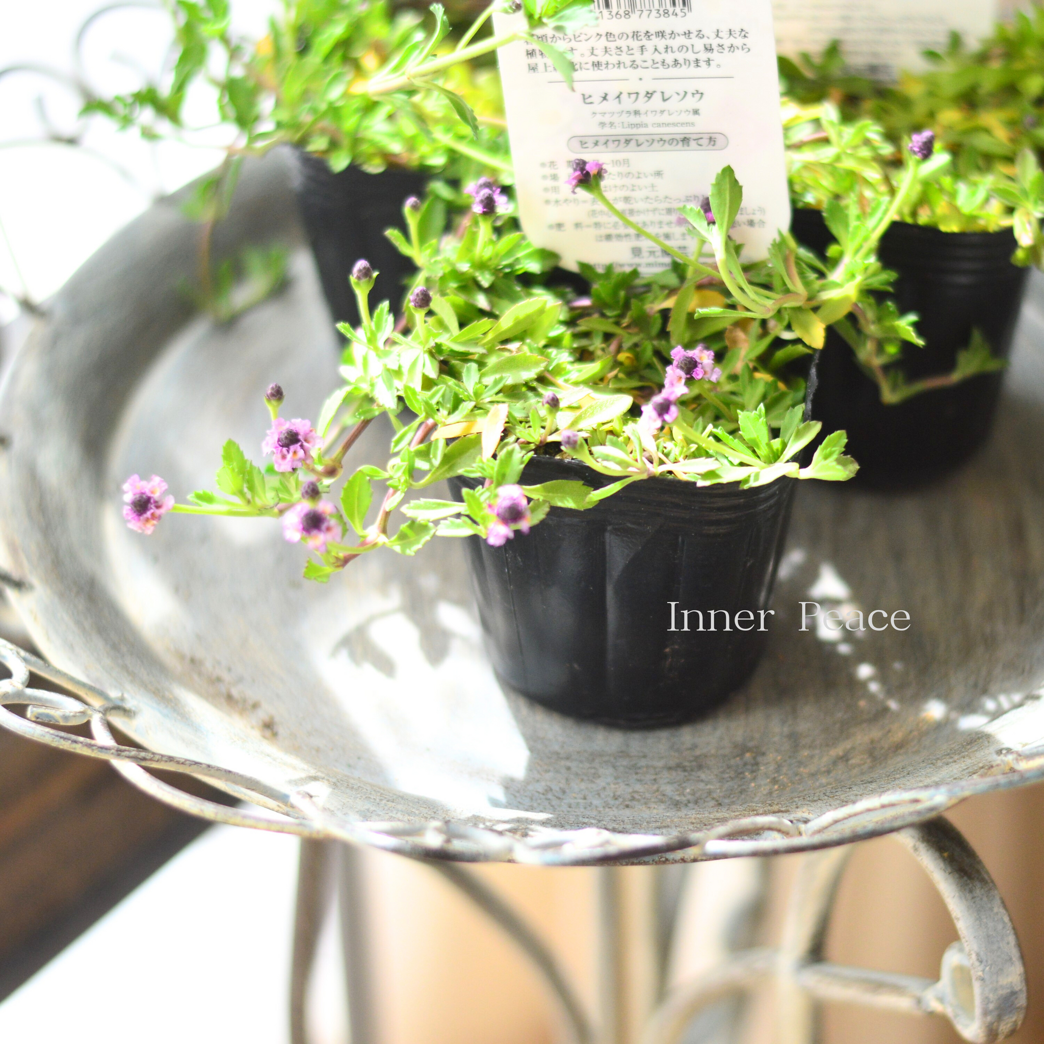 見元園芸さん】 ヒメイワダレソウ 『リッピア・ピンキーピンキー』 3寸POT