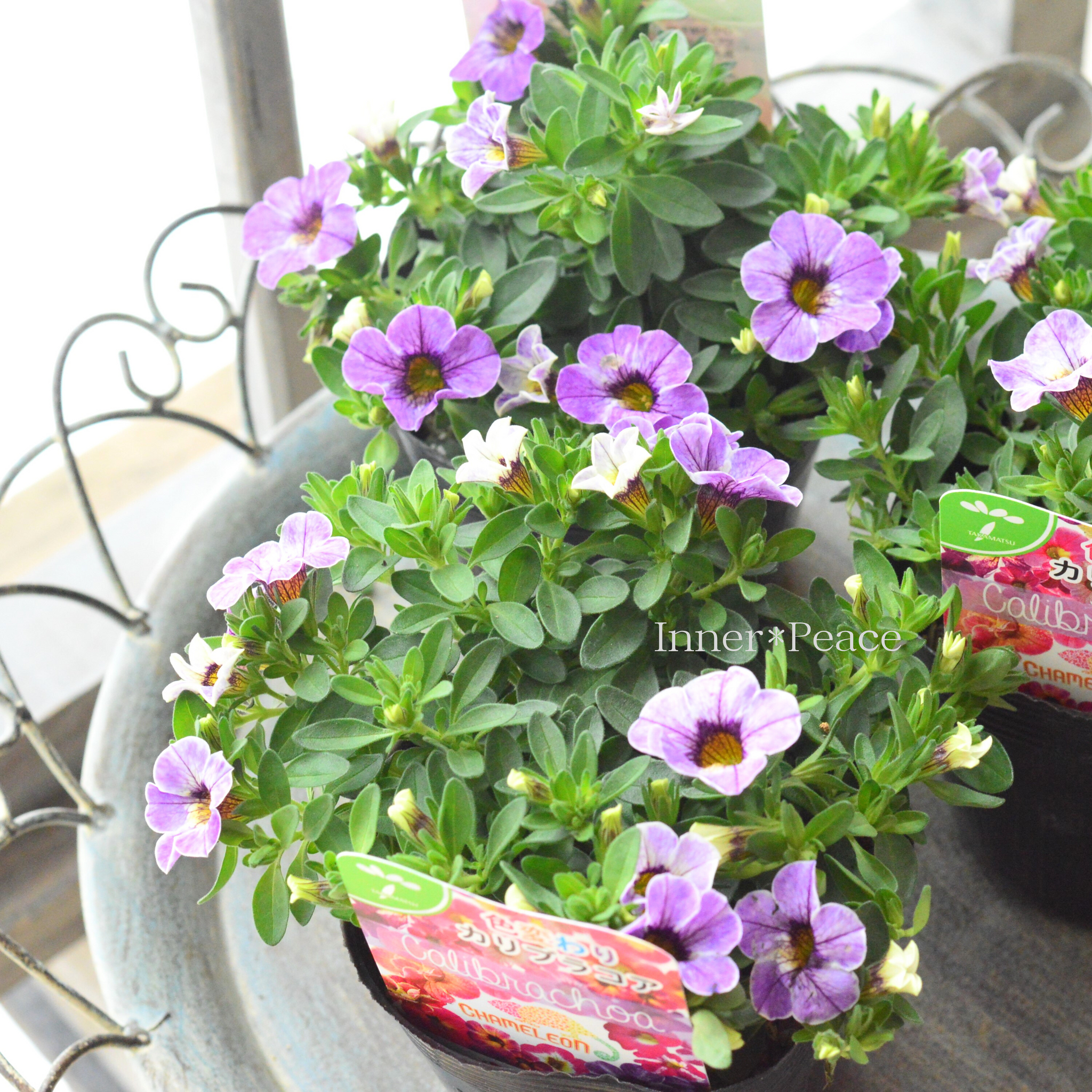 暑さに強い】 カリブラコア 『カメレオン・フローズンアイス』 3.5寸POT