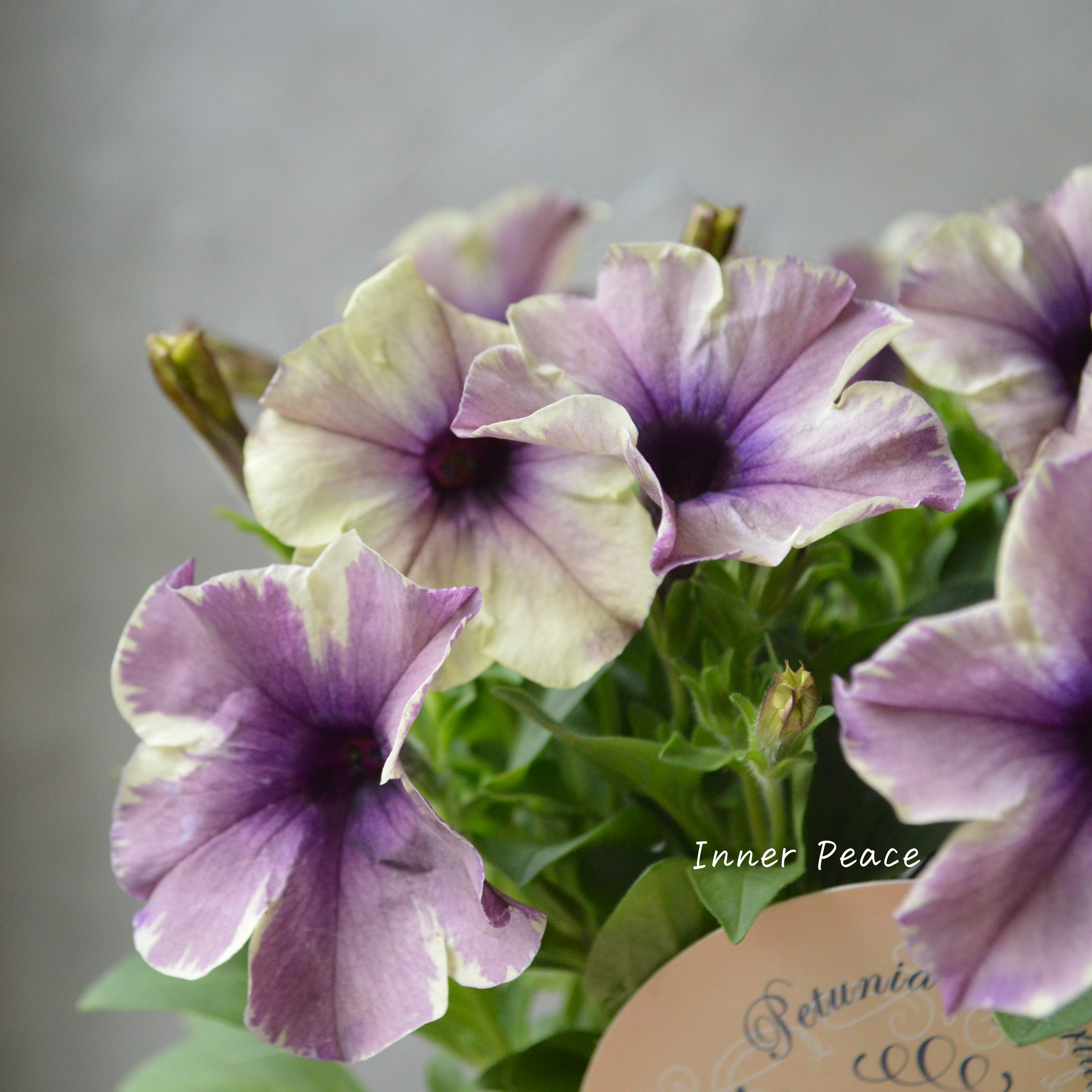 【花芳さんオリジナル】 ペチュニア 『モンローウォーク・ベールモーブシルバー』 3.5寸POT