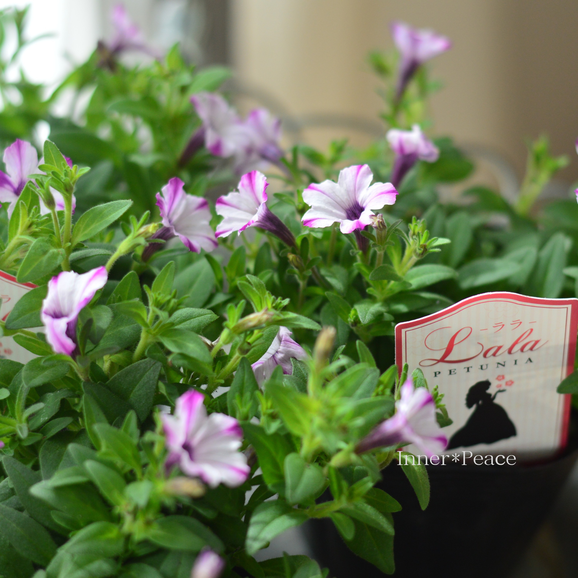 【かわいい】 ペチュニア 『ララ・ホワイトドレス』 3.5寸POT