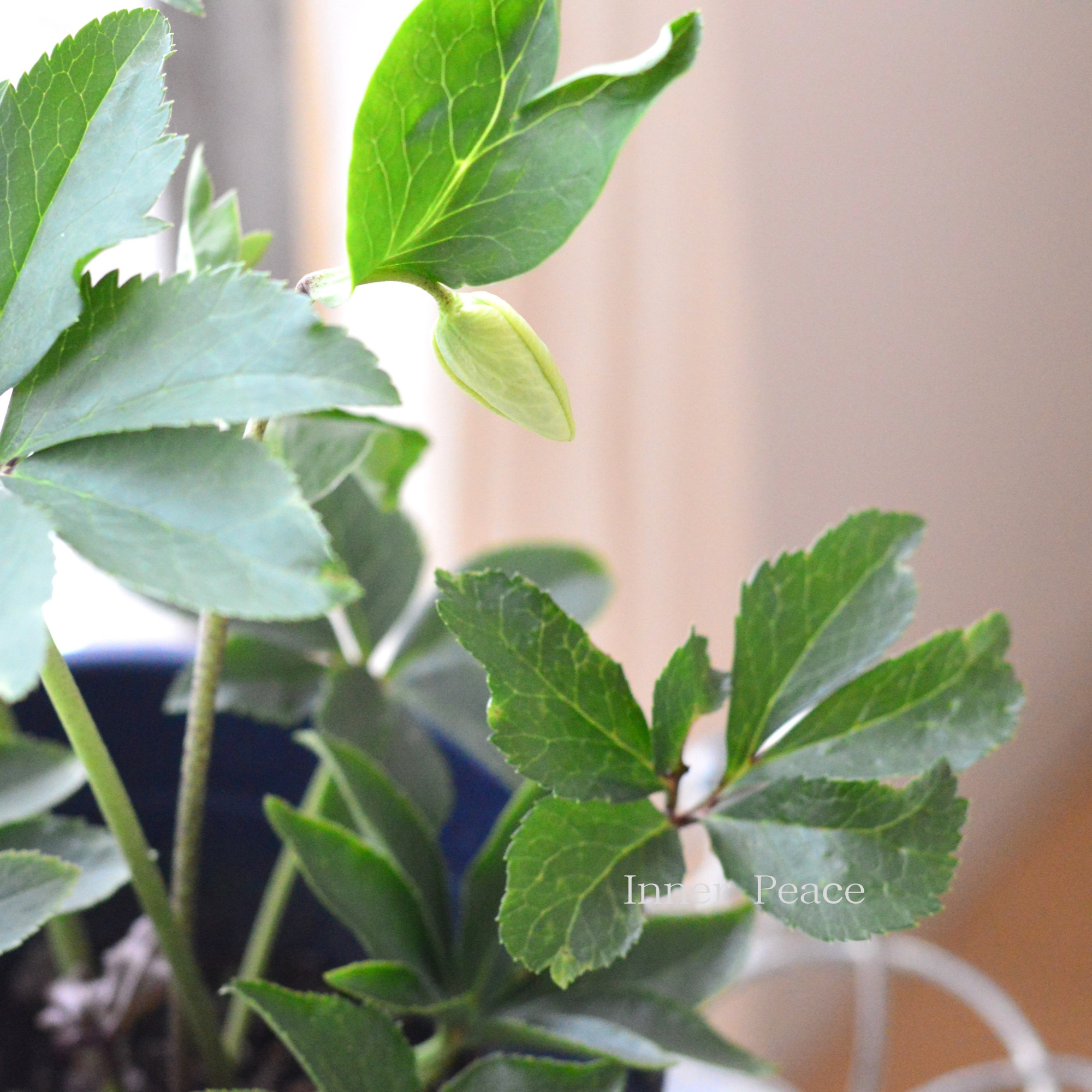 【ミヨシ】 クリスマスローズ 『スノーホワイト』 6号鉢