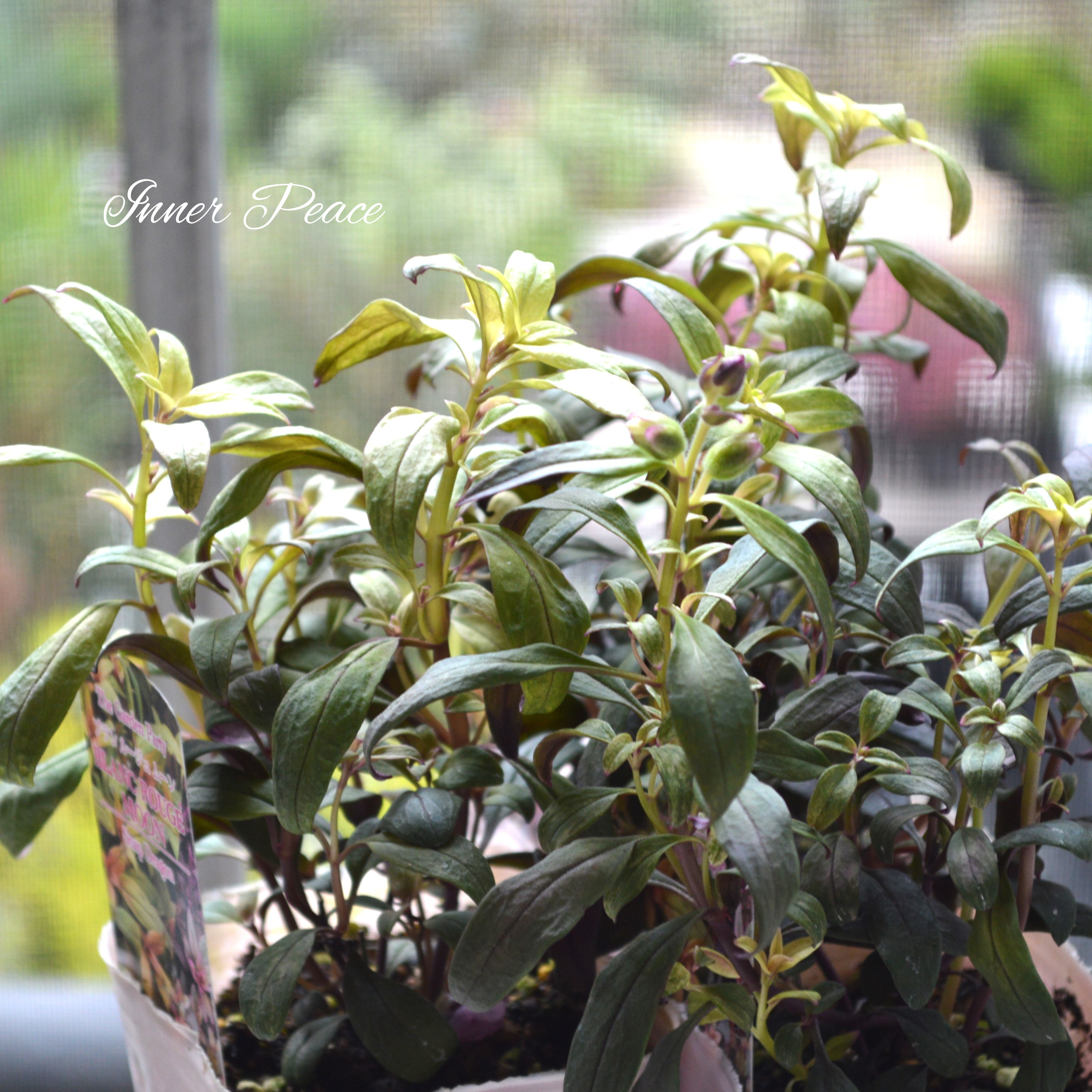 【カラーリーフ】 キンギョソウ ブランルージュ・ムーン 3寸POT