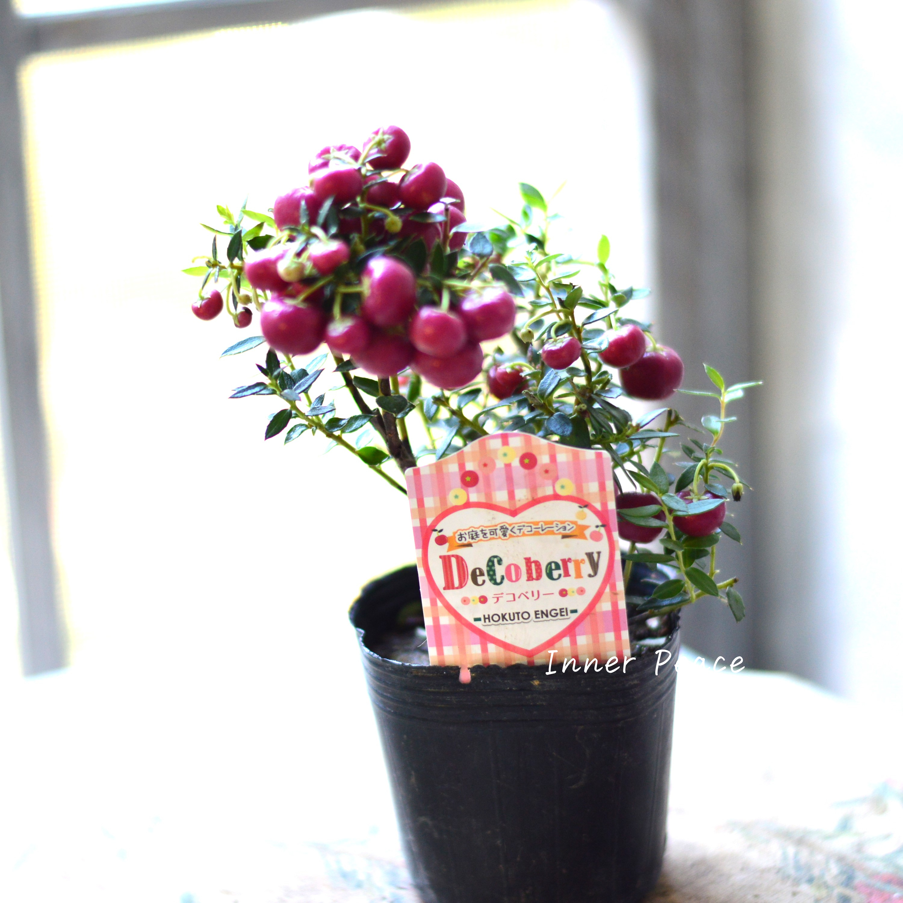 【かわいい】 デコベリー(ペルネッチア) レッド 3寸POT