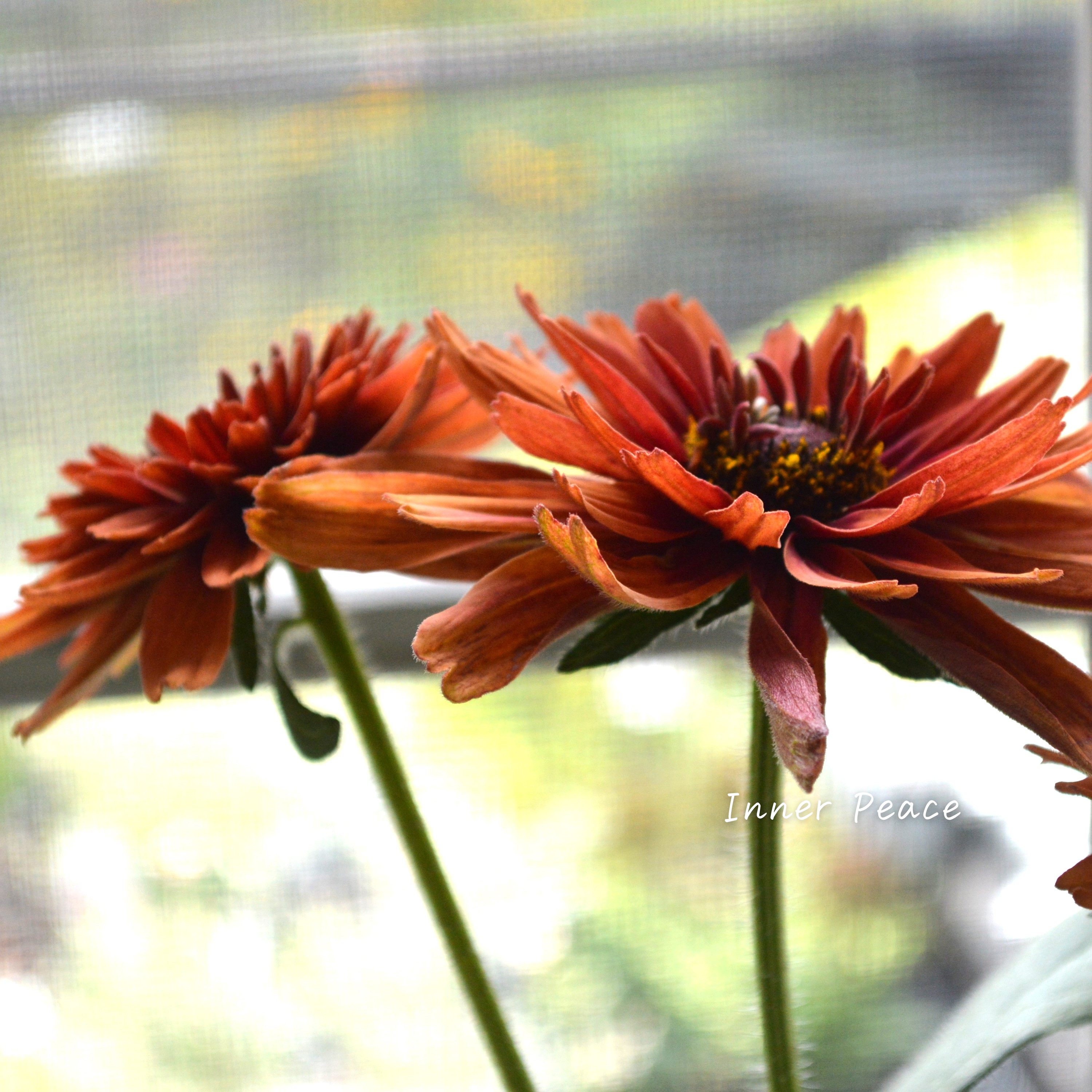 【八重咲き】Sale! ルドベキア 『キャラメルミックス』 3.5寸POT