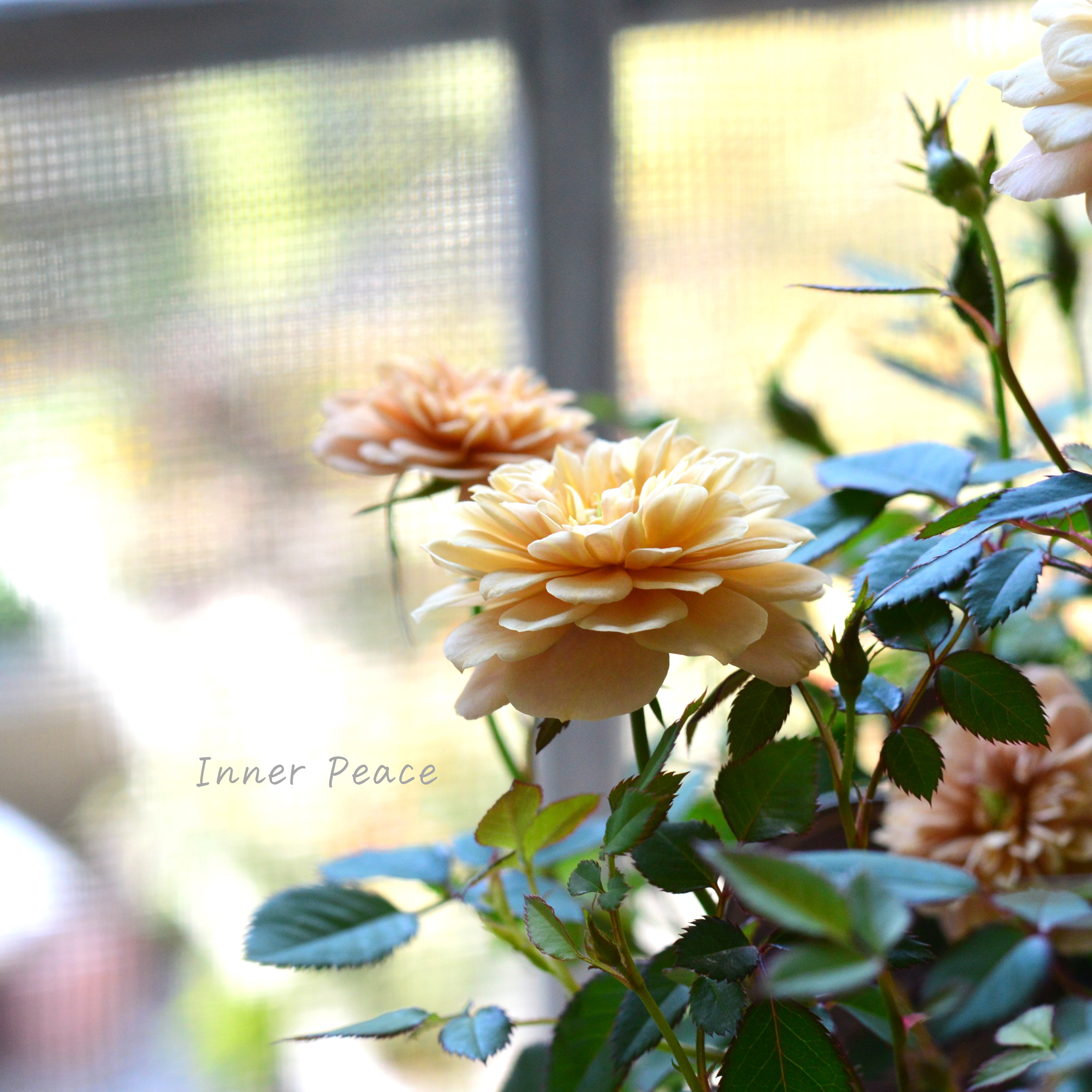 【アンティーク】 ミニ薔薇 『モカ』 3.5寸POT