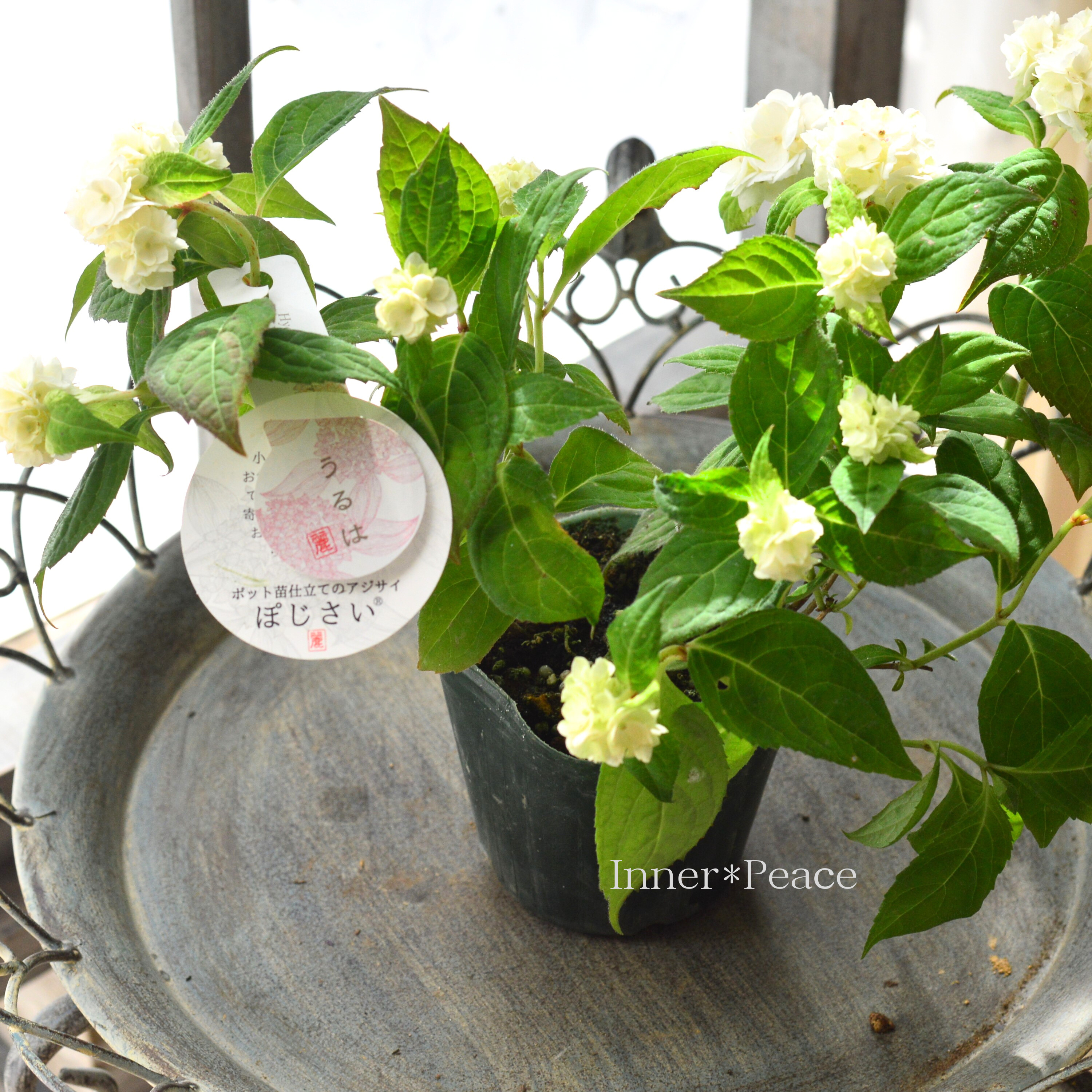 【吉岡麗子さん】 紫陽花 (ぽじさい) 『うるは』 3号POT