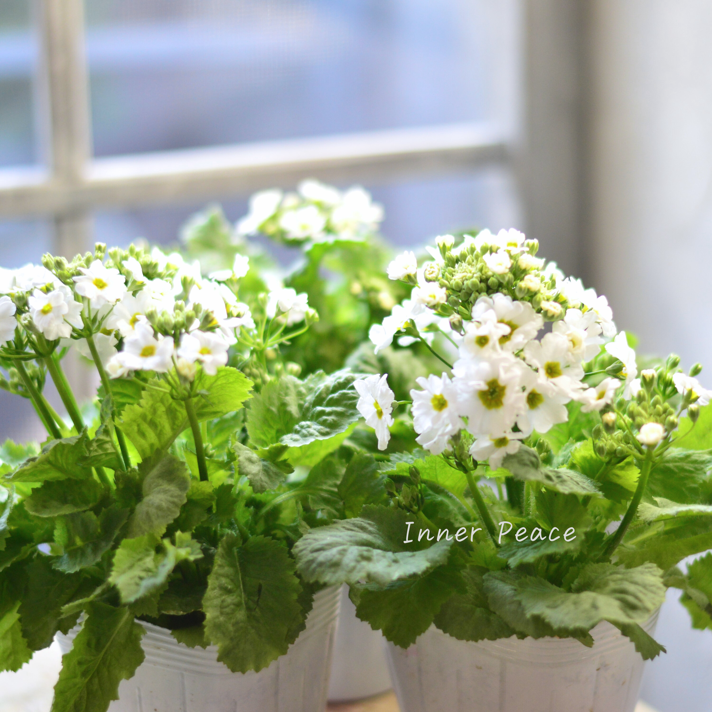 【北島園芸さん】 サクラソウ 『シュガーミント(仮)』 3.5寸POT