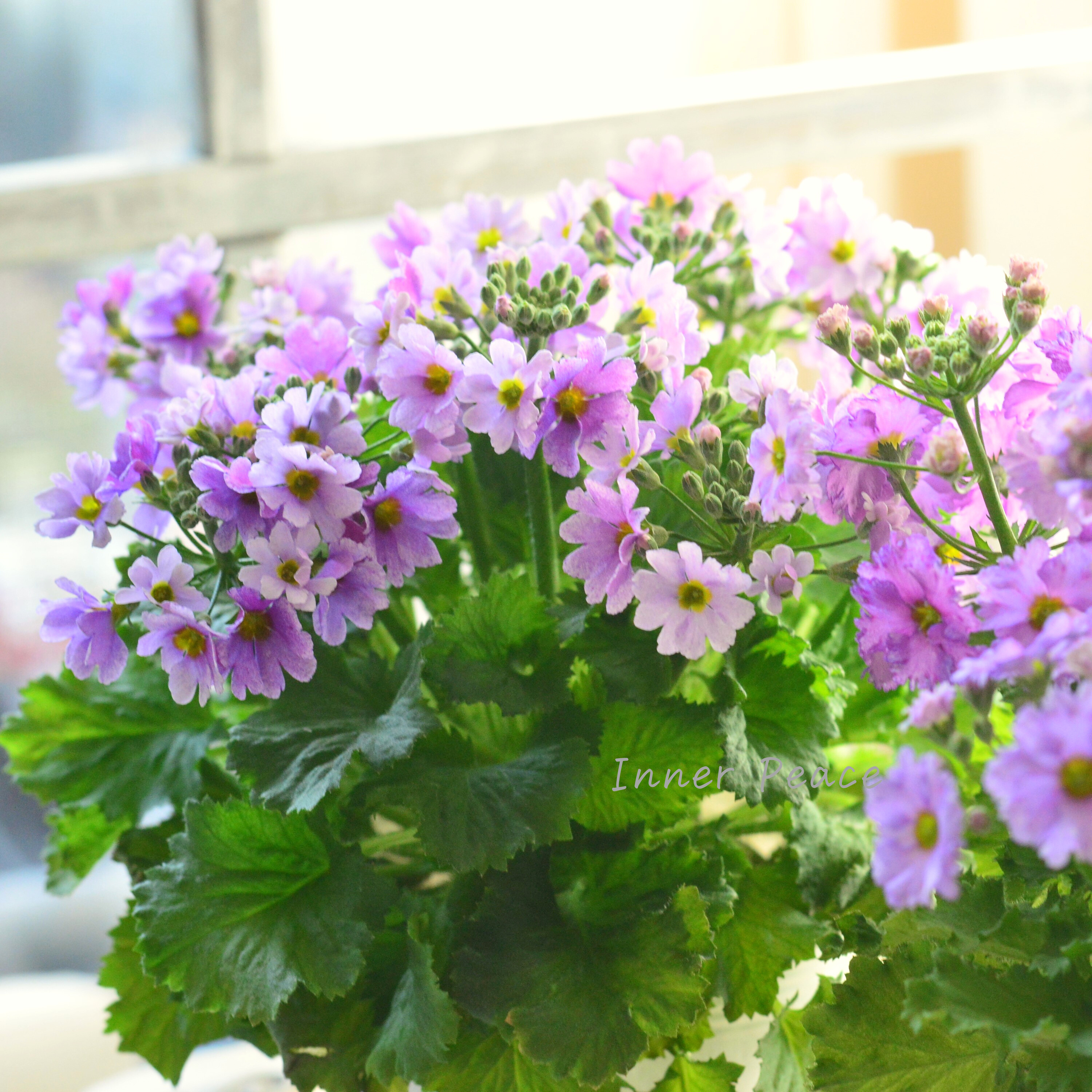 【北島園芸さん】 サクラソウ 『フリル咲き・薄パープル』 3.5寸POT