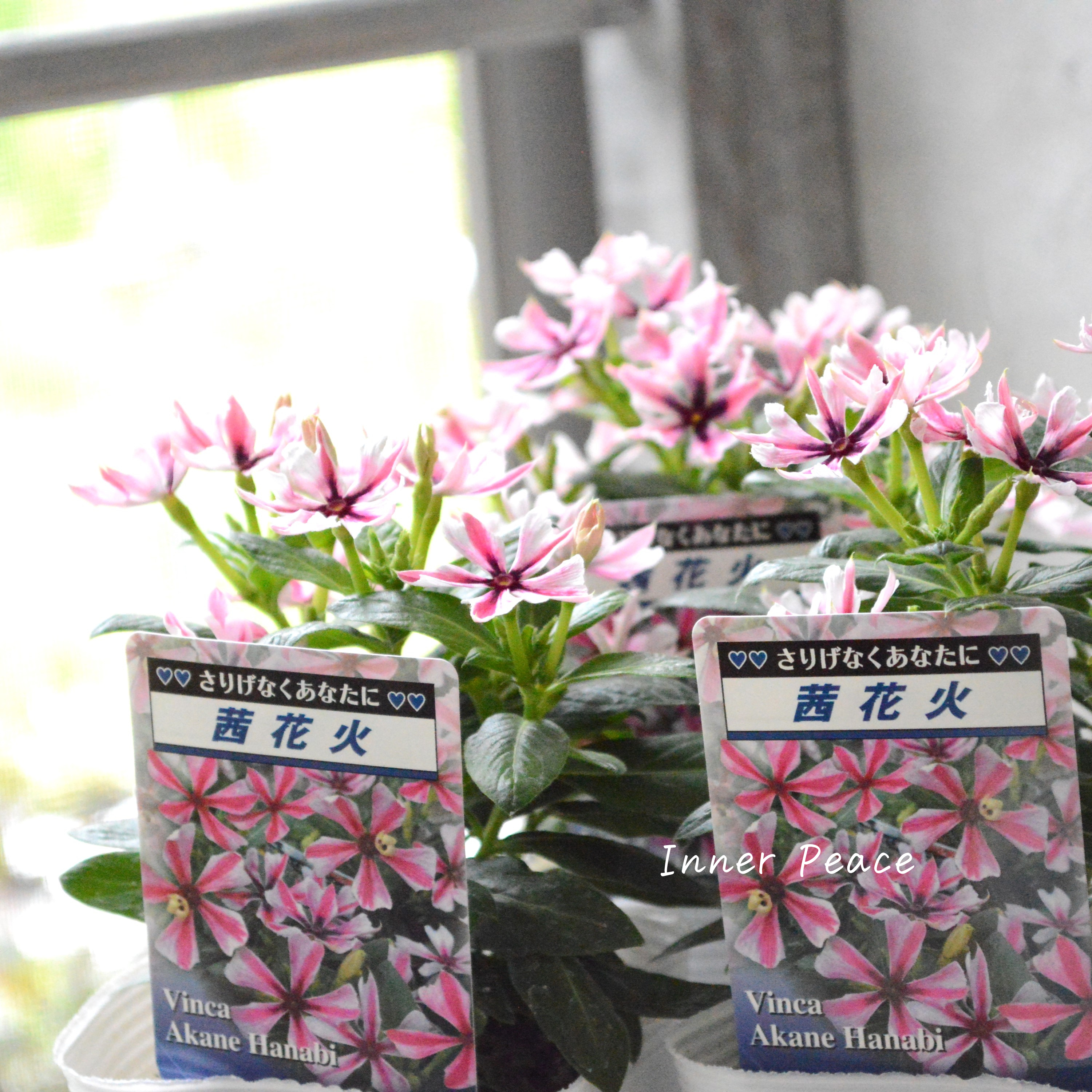 【北島園芸さん】 ニチニチソウ 『茜花火』 3.5寸POT