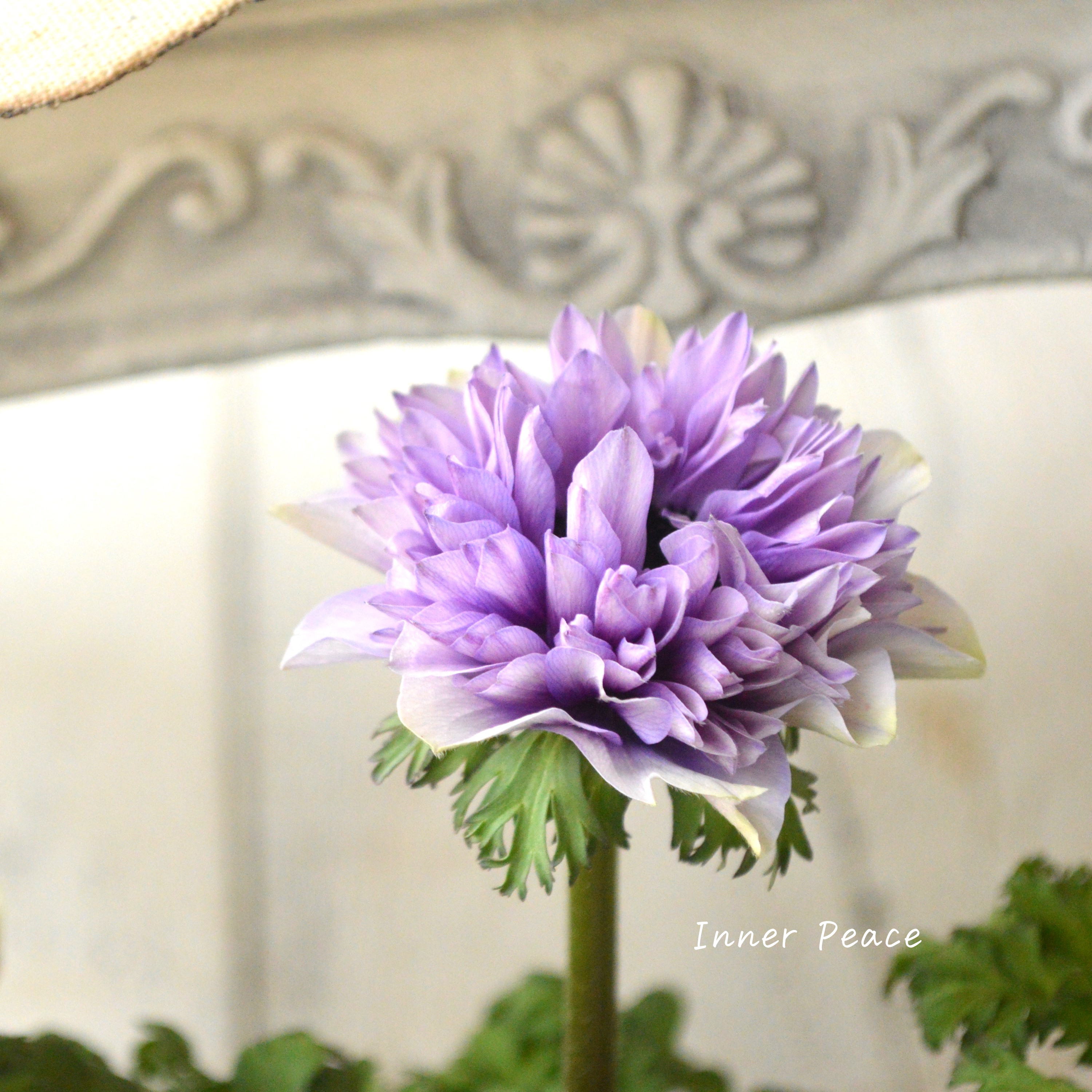 【神花園さんオリジナル】Sale!! 八重咲きアネモネ 『シフォンダブル』 3.5寸POT