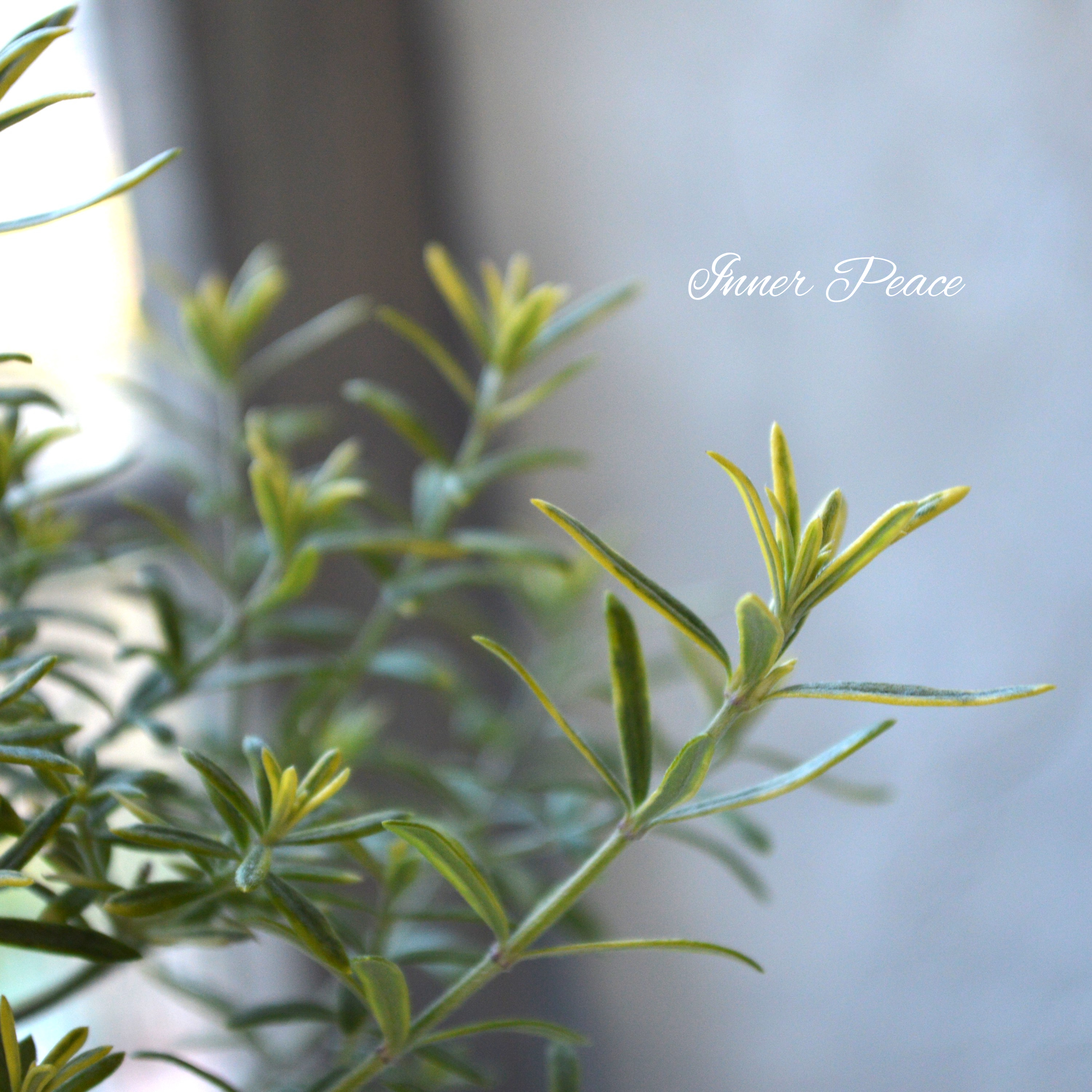 【分割できる】 ウエストリンギア 『モーニングライト』 2.5寸POT