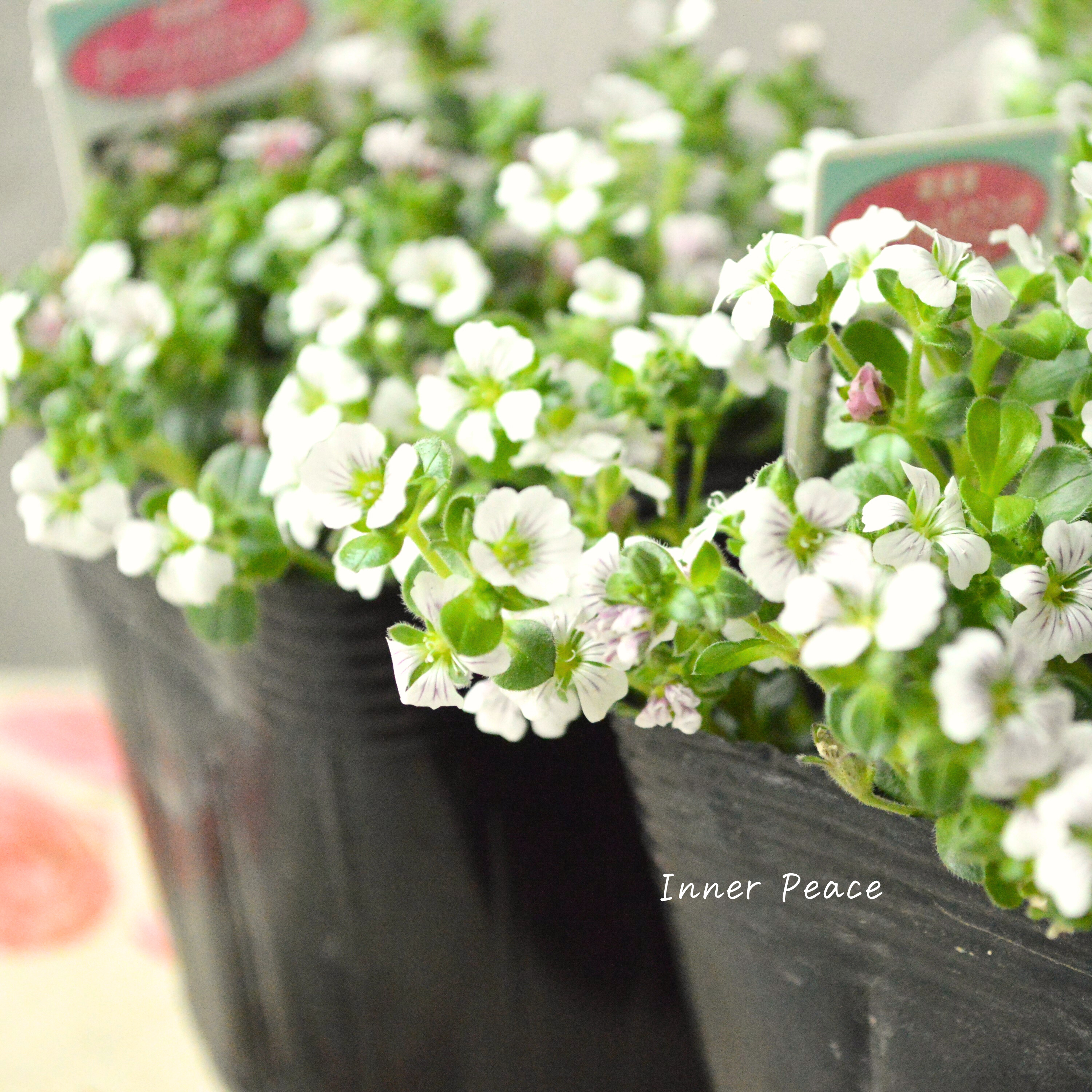 【かわいい】 カーペットカスミソウ(オノエマンテマ) 3.5寸POT