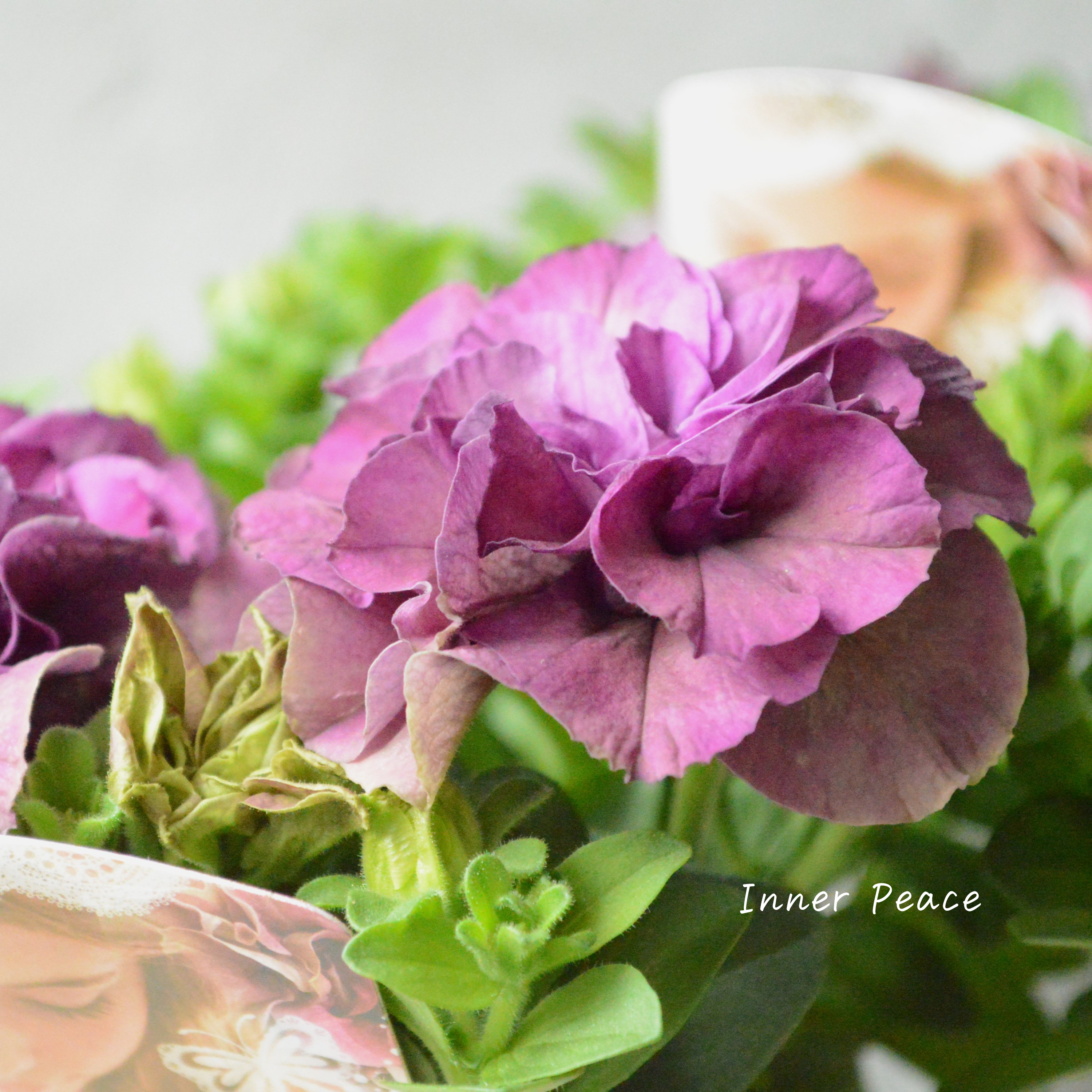 【花日和さんオリジナル】 栄養系ペチュニア 『ベルチャーム・レイラ』 3.5寸POT