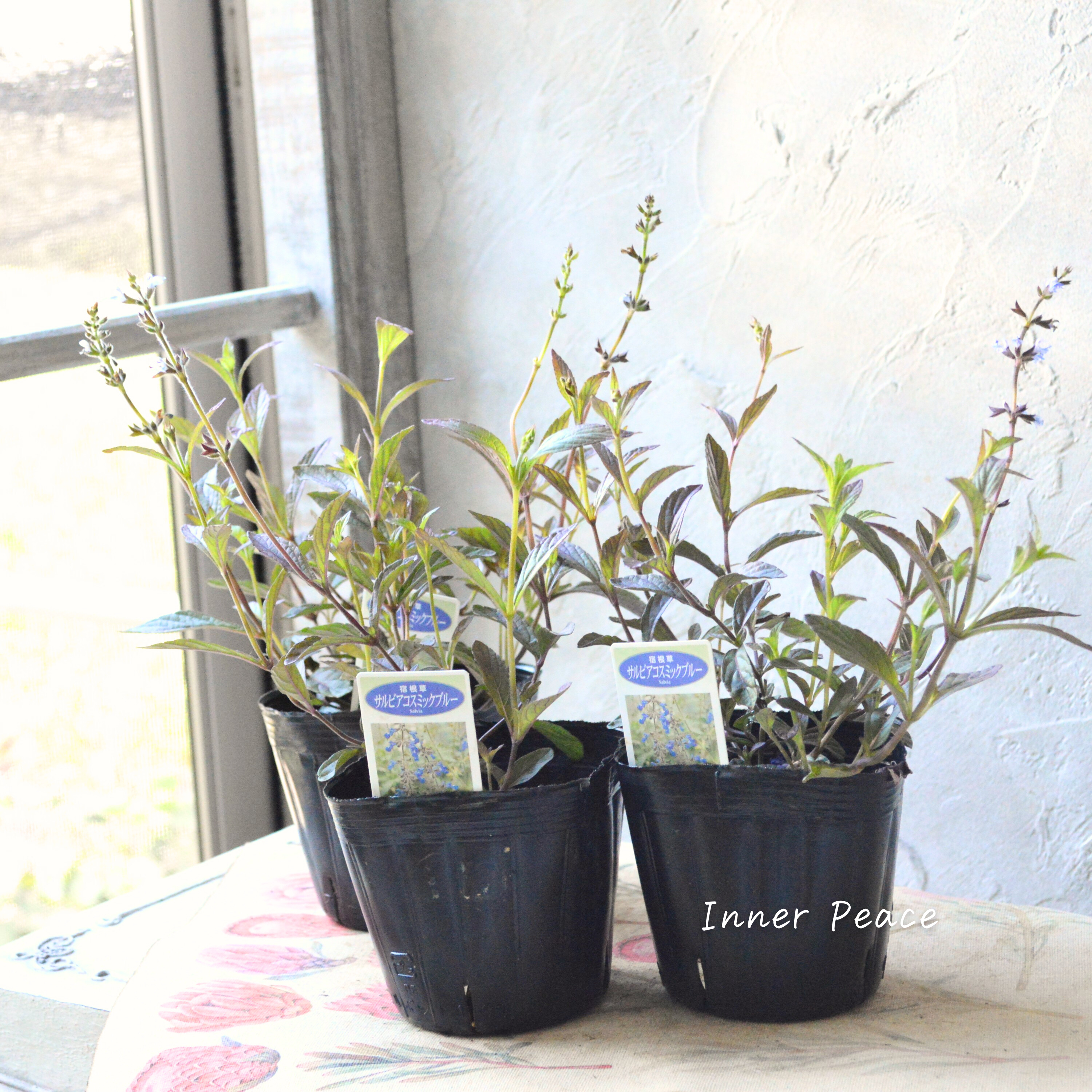 【宿根】 サルビア 『コスミックブルー』 3寸POT