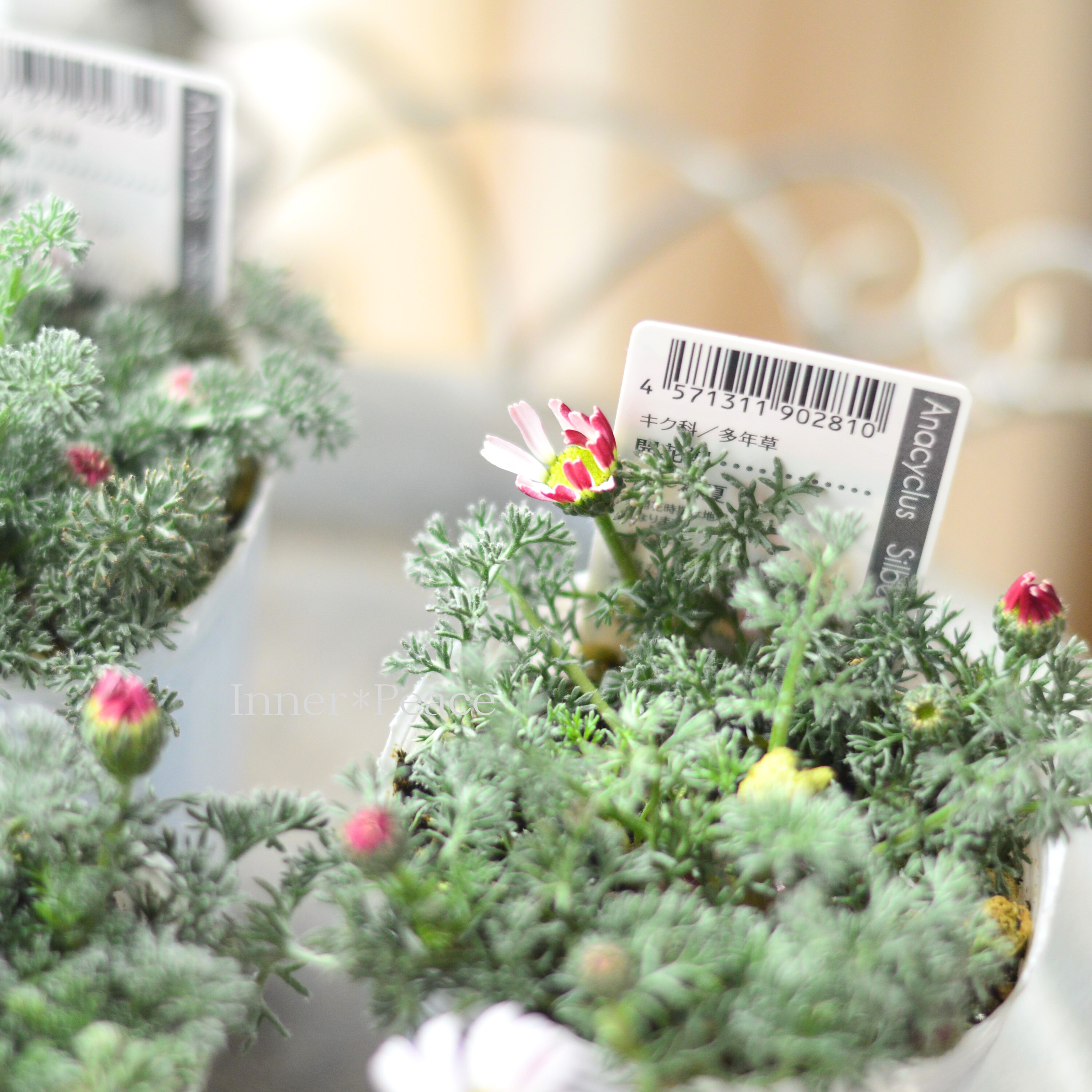 【かわいい】 アナキクルス 『シルバーキス』 3寸POT