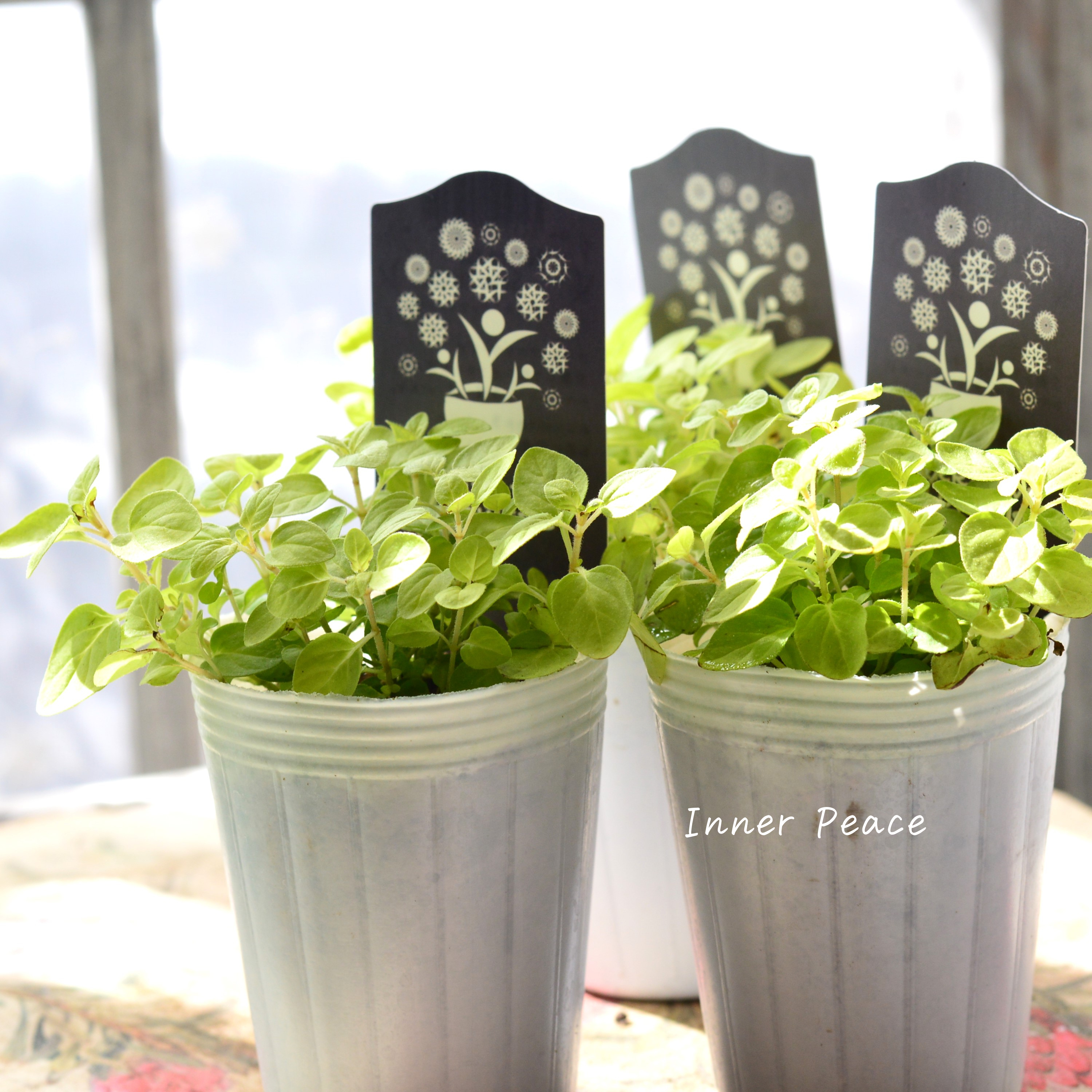 【ナラフラさん】 オレガノ 『ノートンズゴールド』 3寸POT