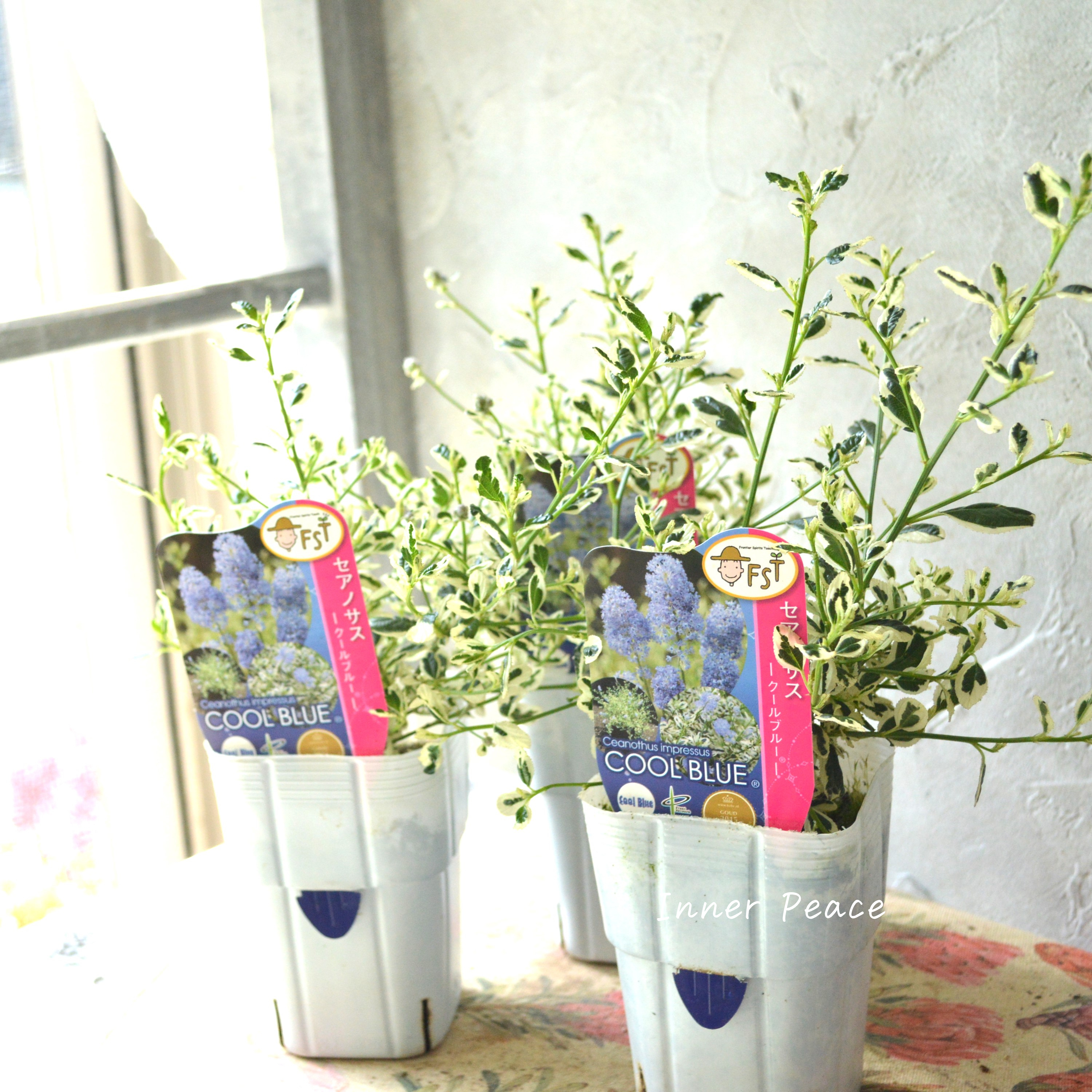 【人気】 セアノサス 『クールブルー』 3寸POT