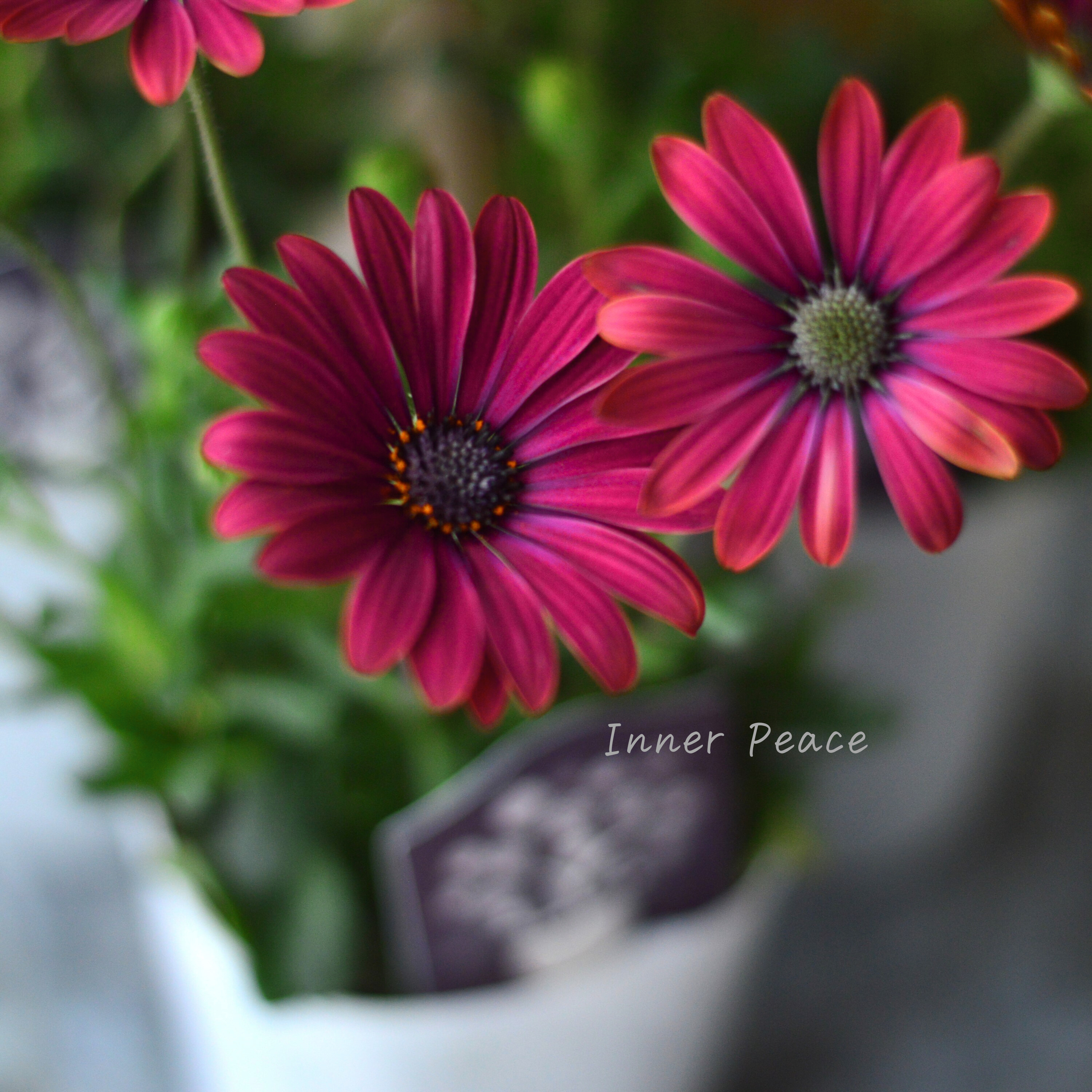 【希少】 ナラフラさんのオステオスペルマム 『ノクターンルージュ』 3寸ロングPOT