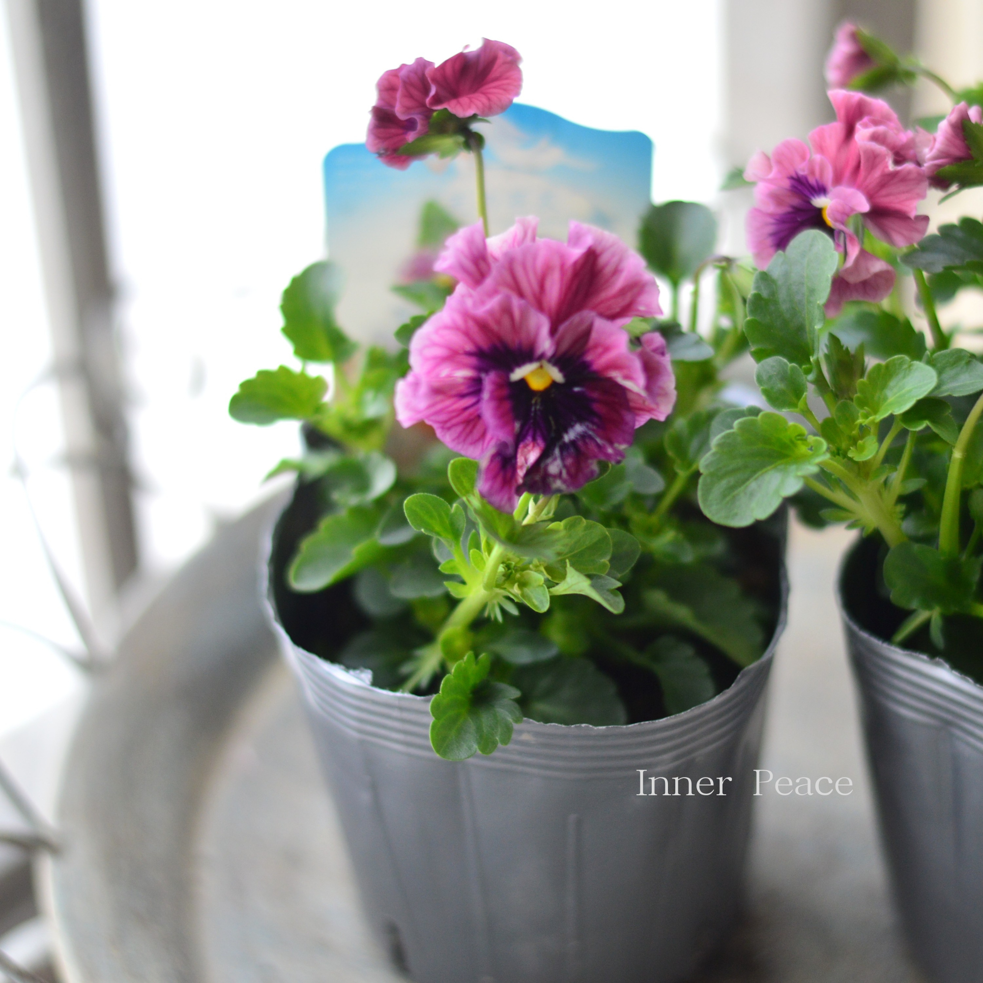 【うえたさん育種】 ミニパンジー 『天の羽衣・ピンク』 3.5寸POT