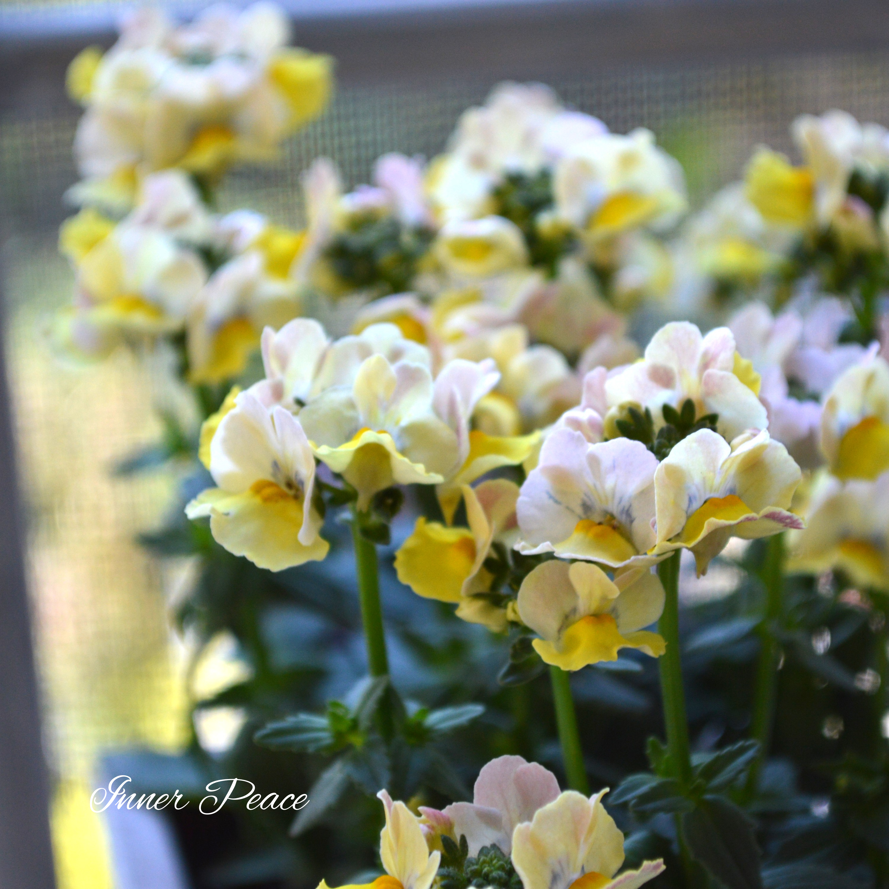 【ゲブラさん】 ネメシア・メーテル 『ターメリック』 3.5寸POT