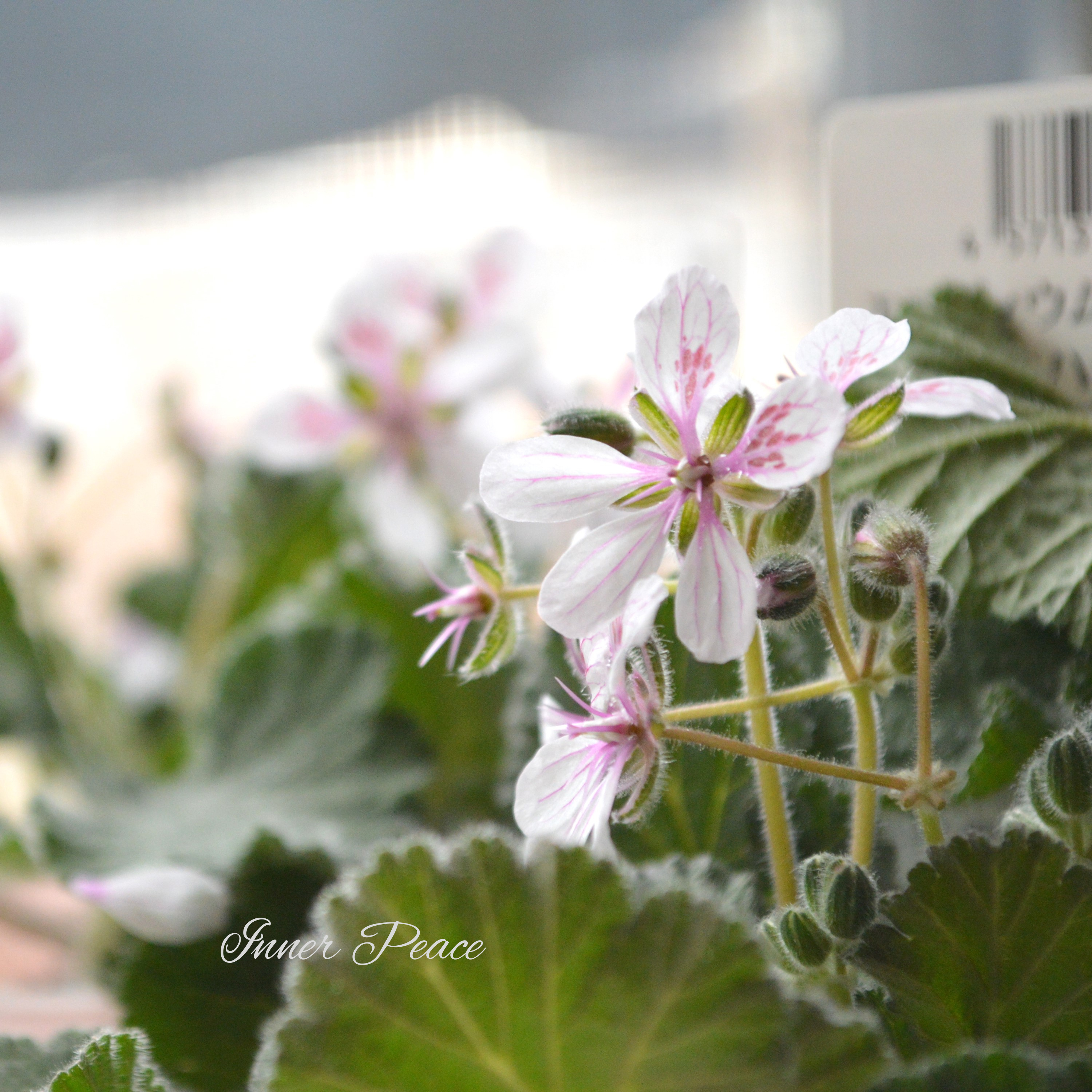 【オシャレ】 エロディウム ペラルゴニフロラム 『スイートハート』 3寸POT