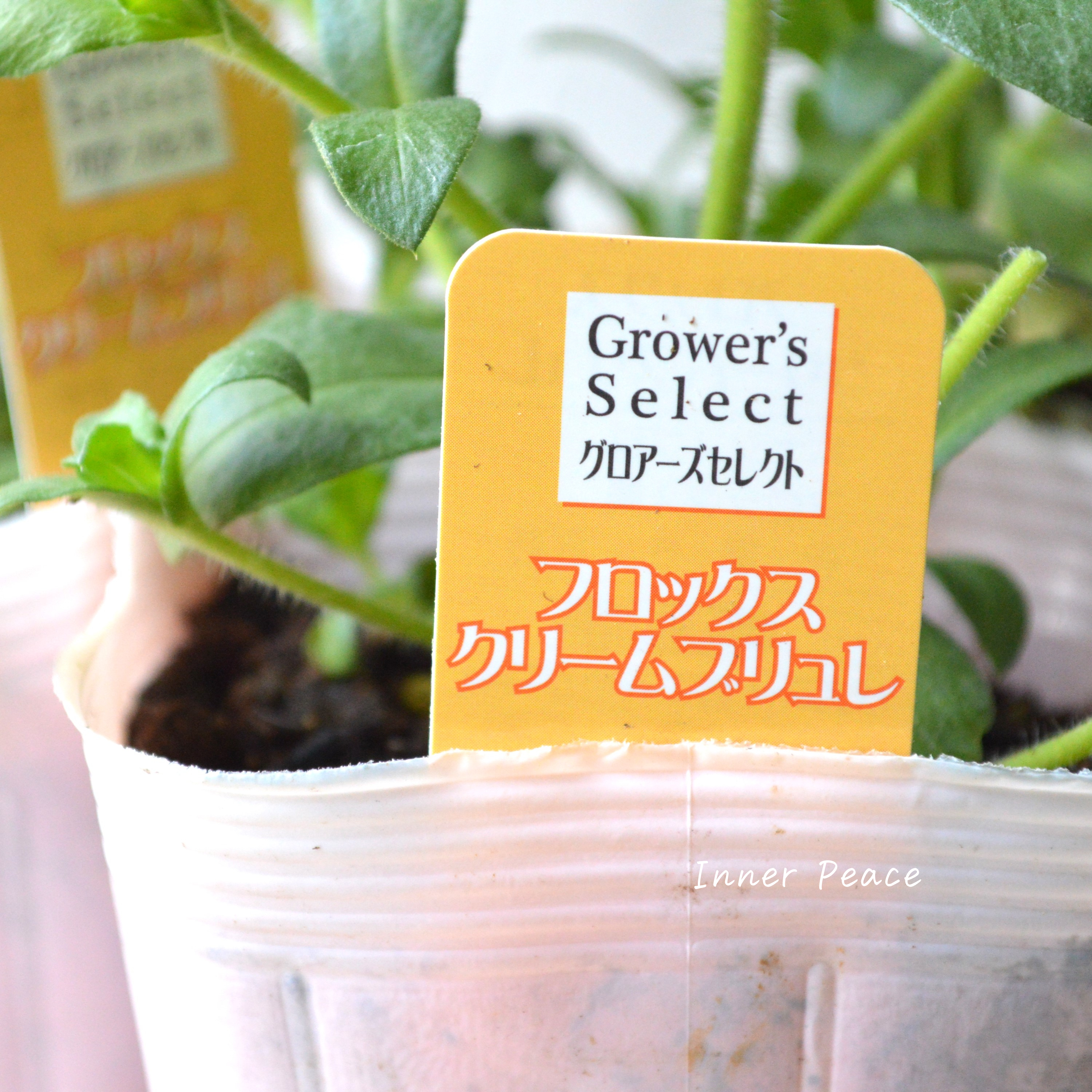【大人かわいい】 フロックス 『クレームブリュレ』 3寸POT