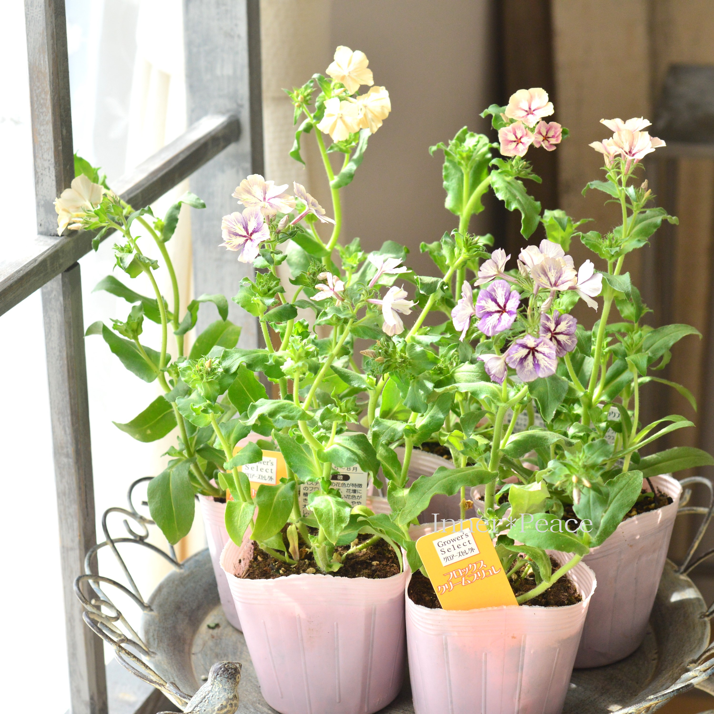 【大人かわいい】 フロックス 『クレームブリュレ』 3寸POT