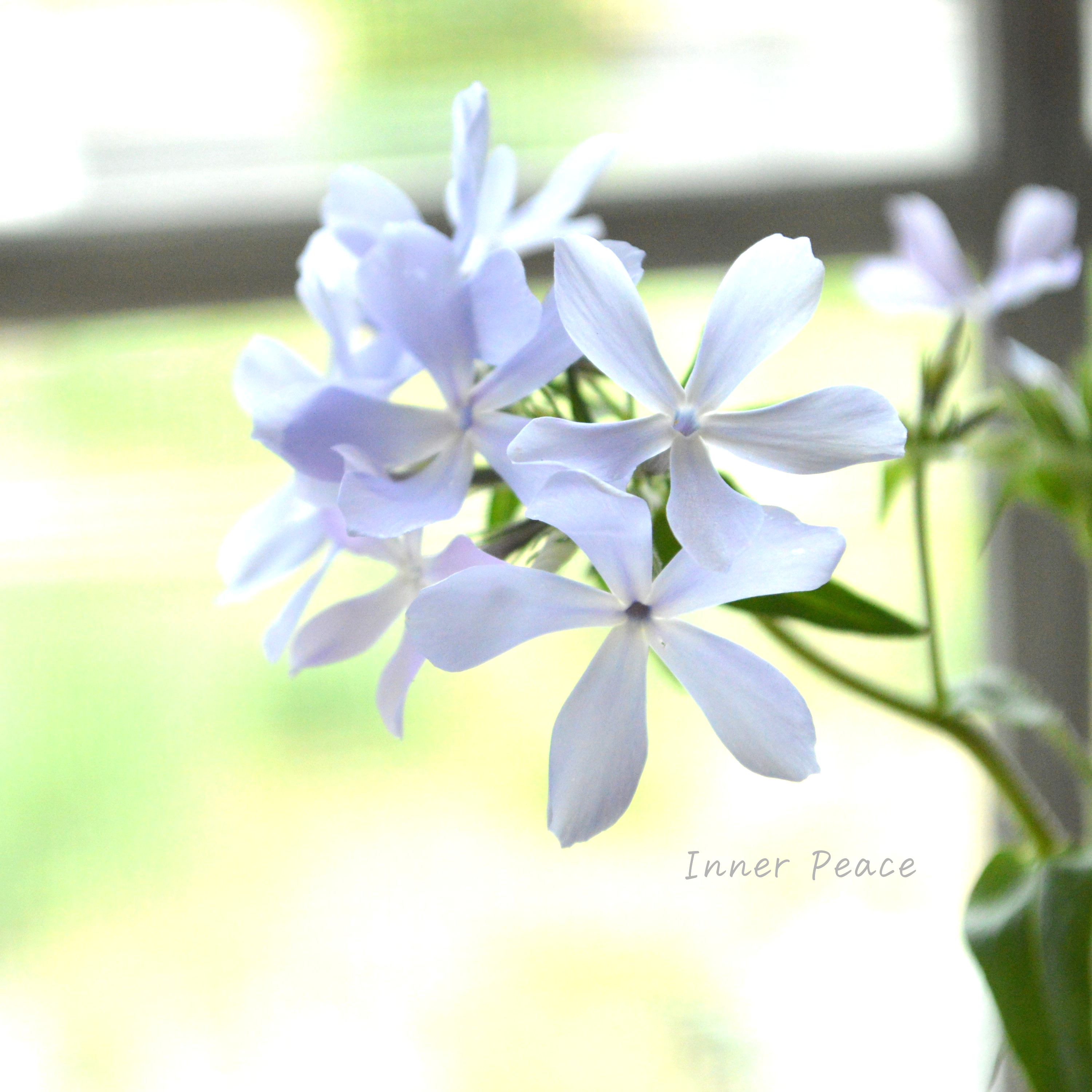 【宿根草】 フロックス 『ディバリガータ・ブルーパフューム』 3寸POT