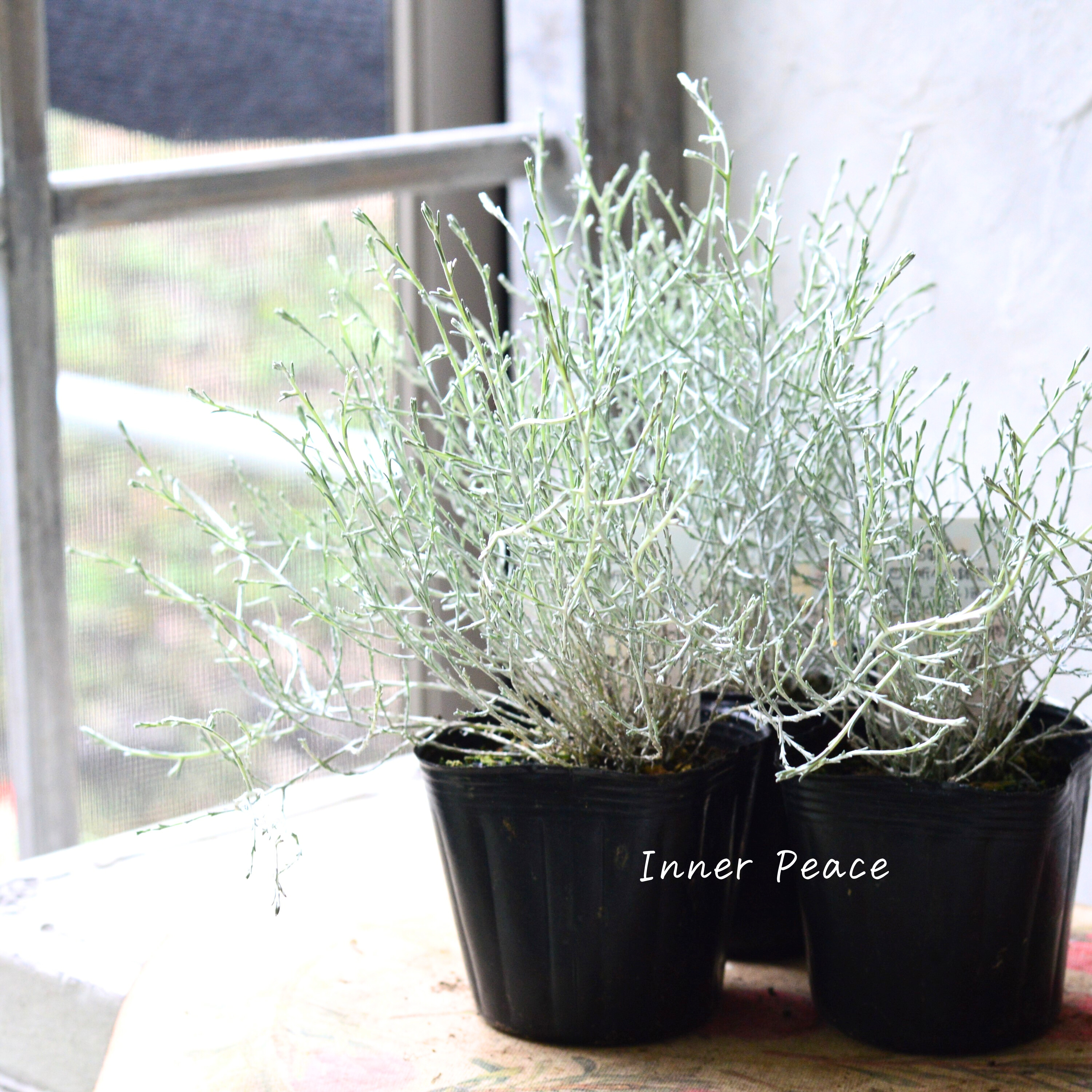 【寄せ植えに】 プラチーナ 3寸POT