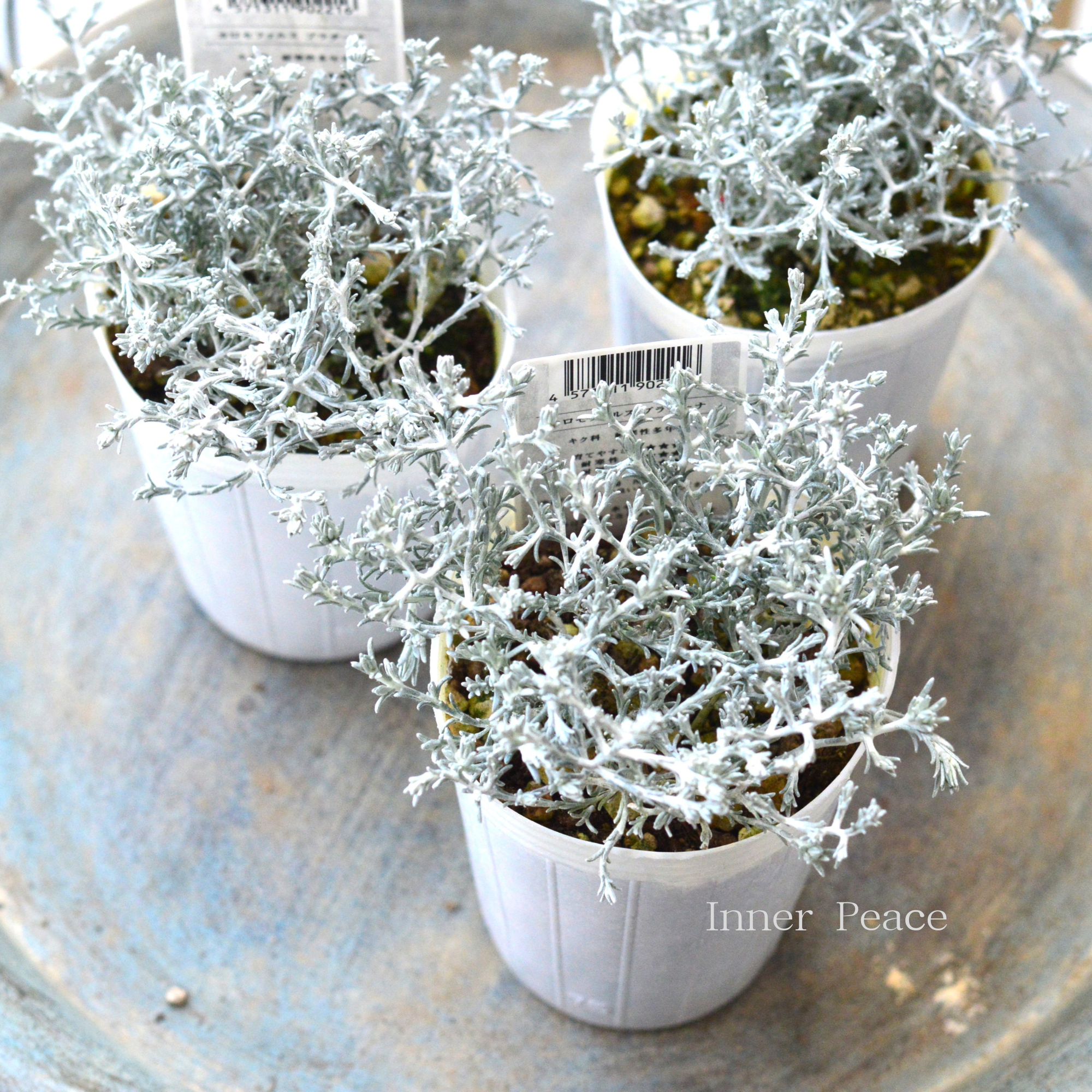 【寄せ植えに】 カロケファルス・プラチーナ 2.5寸~3寸POT