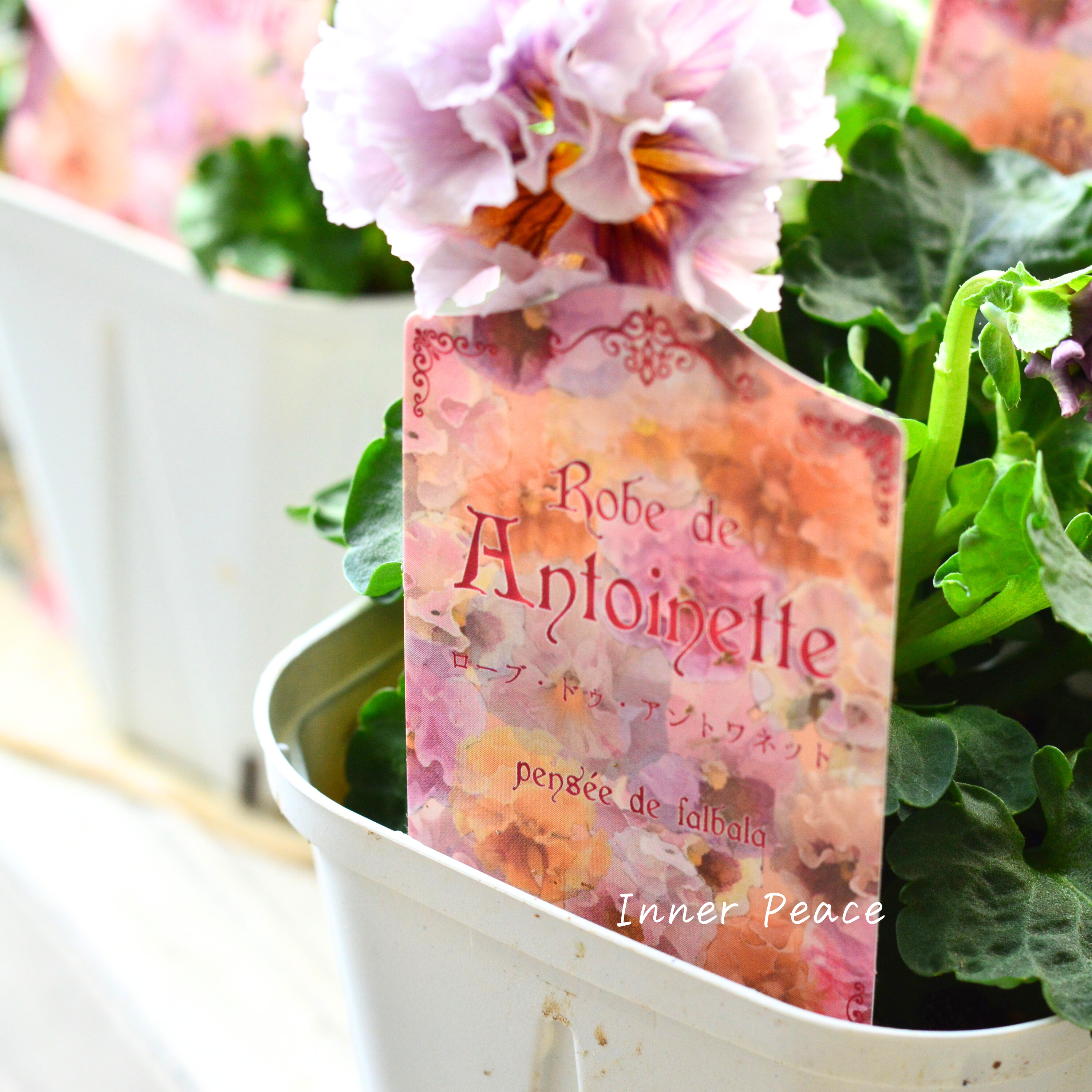 【サトウ園芸さん】 パンジー 『ローブ ドゥ アントワネット』 3.5寸POT