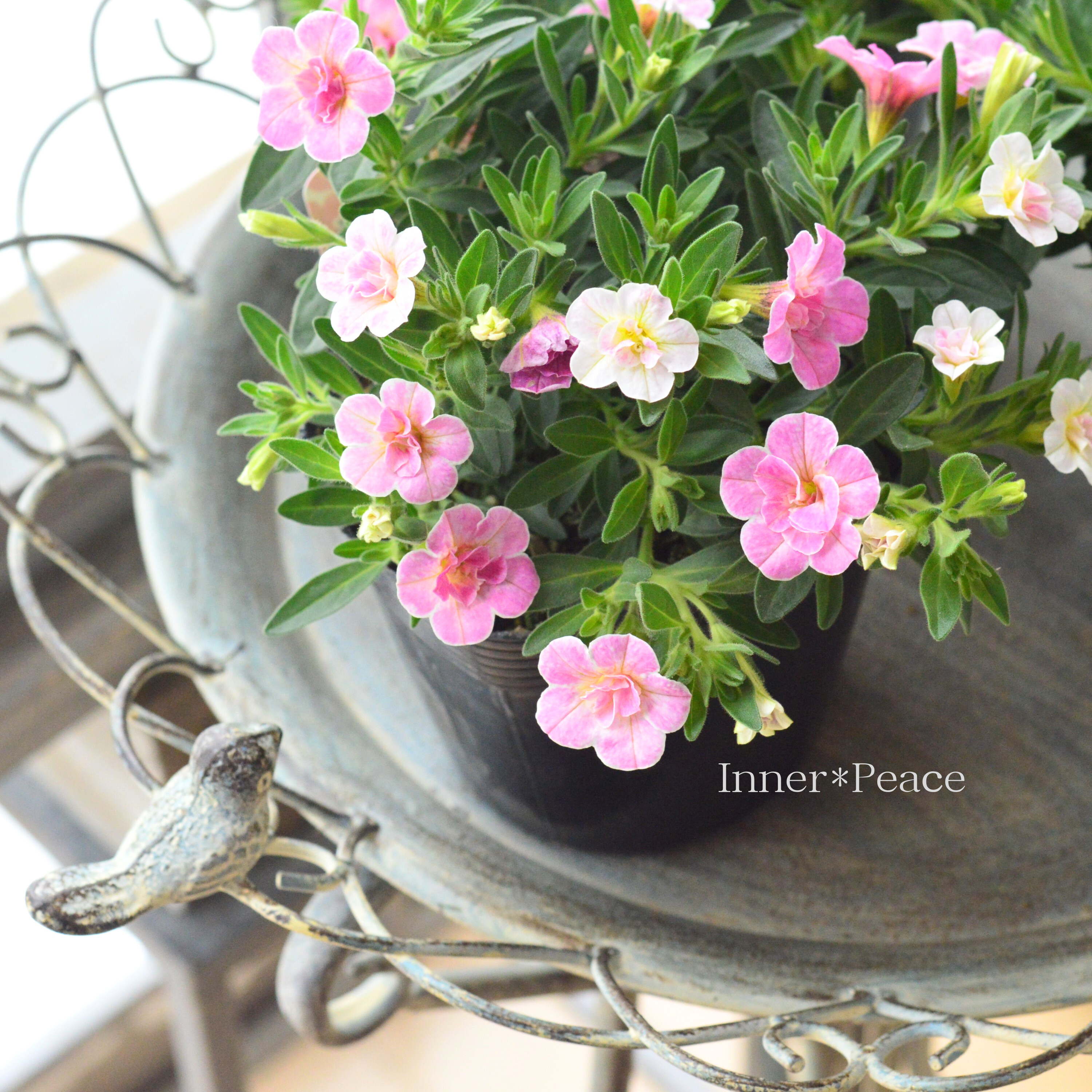 【暑さに強い】 カリブラコア 『カメレオン・ダブルティックルピンク』 3.5寸POT