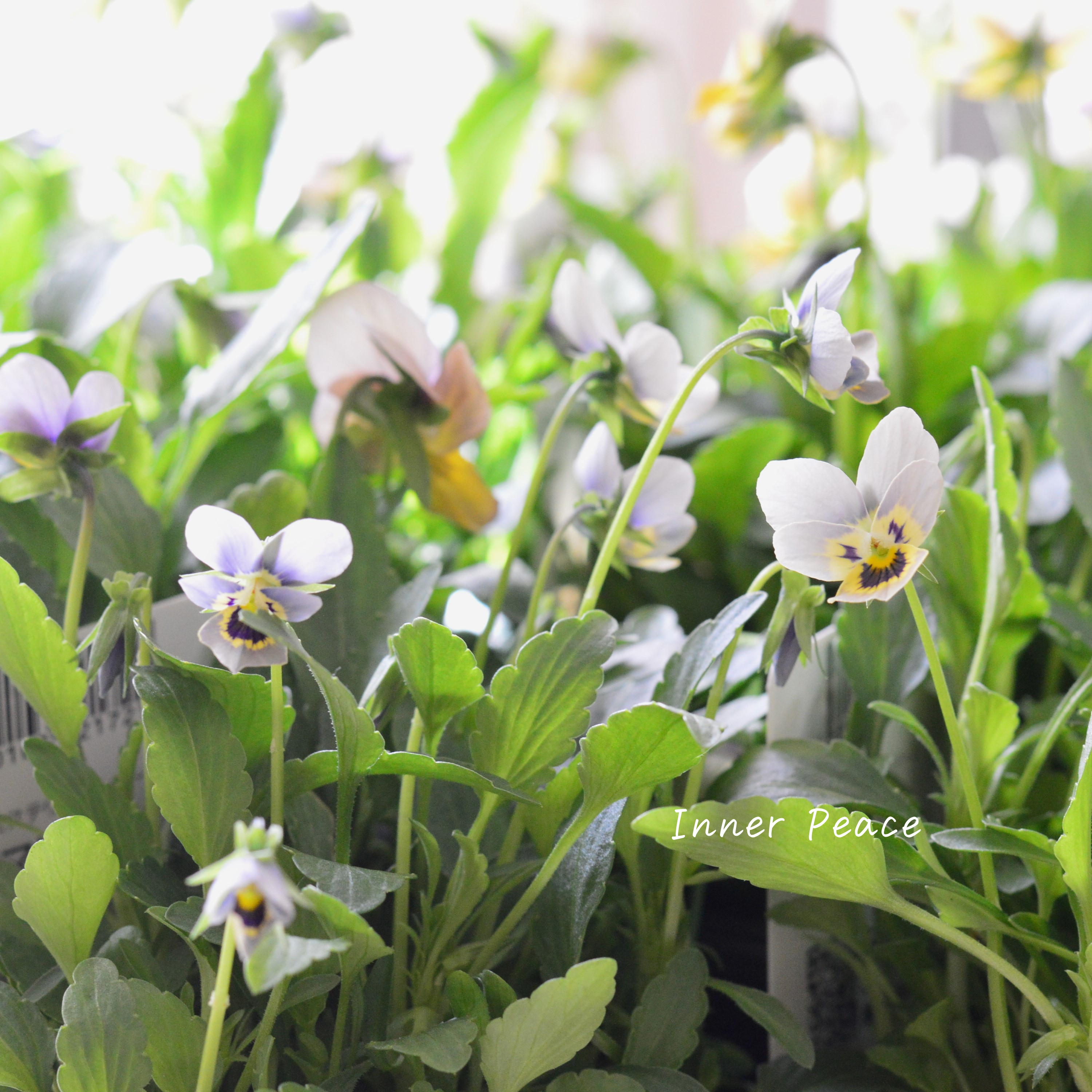 【ゲブラさん】 小輪ビオラ 『マリア』 3.5寸POT