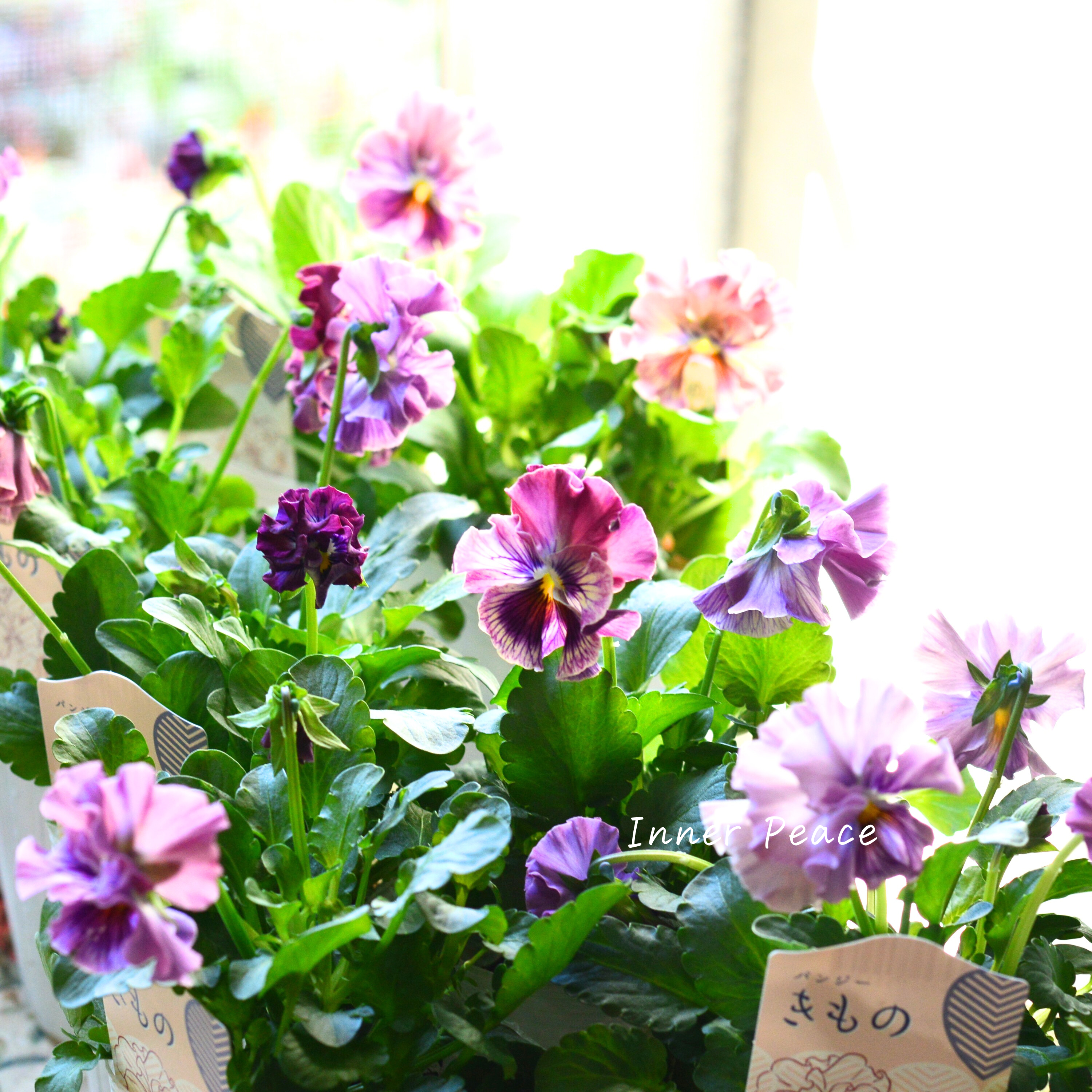 【美しい】 パンジー 『きもの』 3.5寸POT