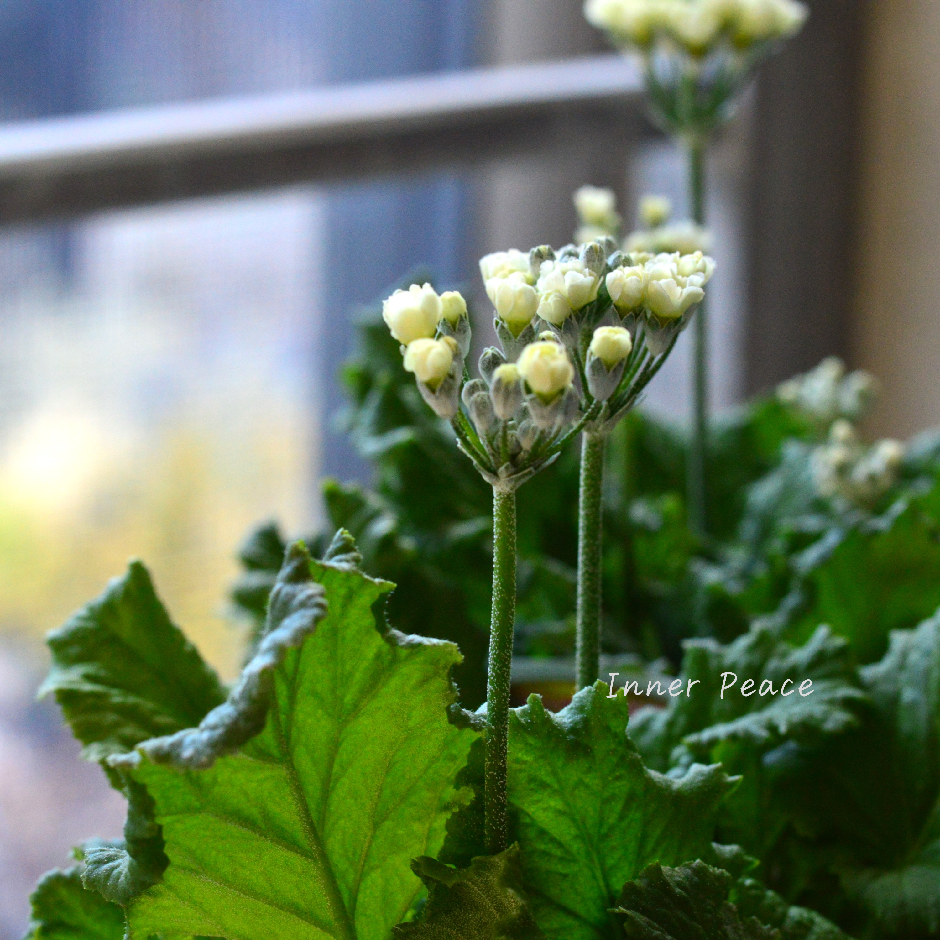 【美しい】 プリムラ マラコイデス 『黄萌~きぼう~』 3.5寸POT