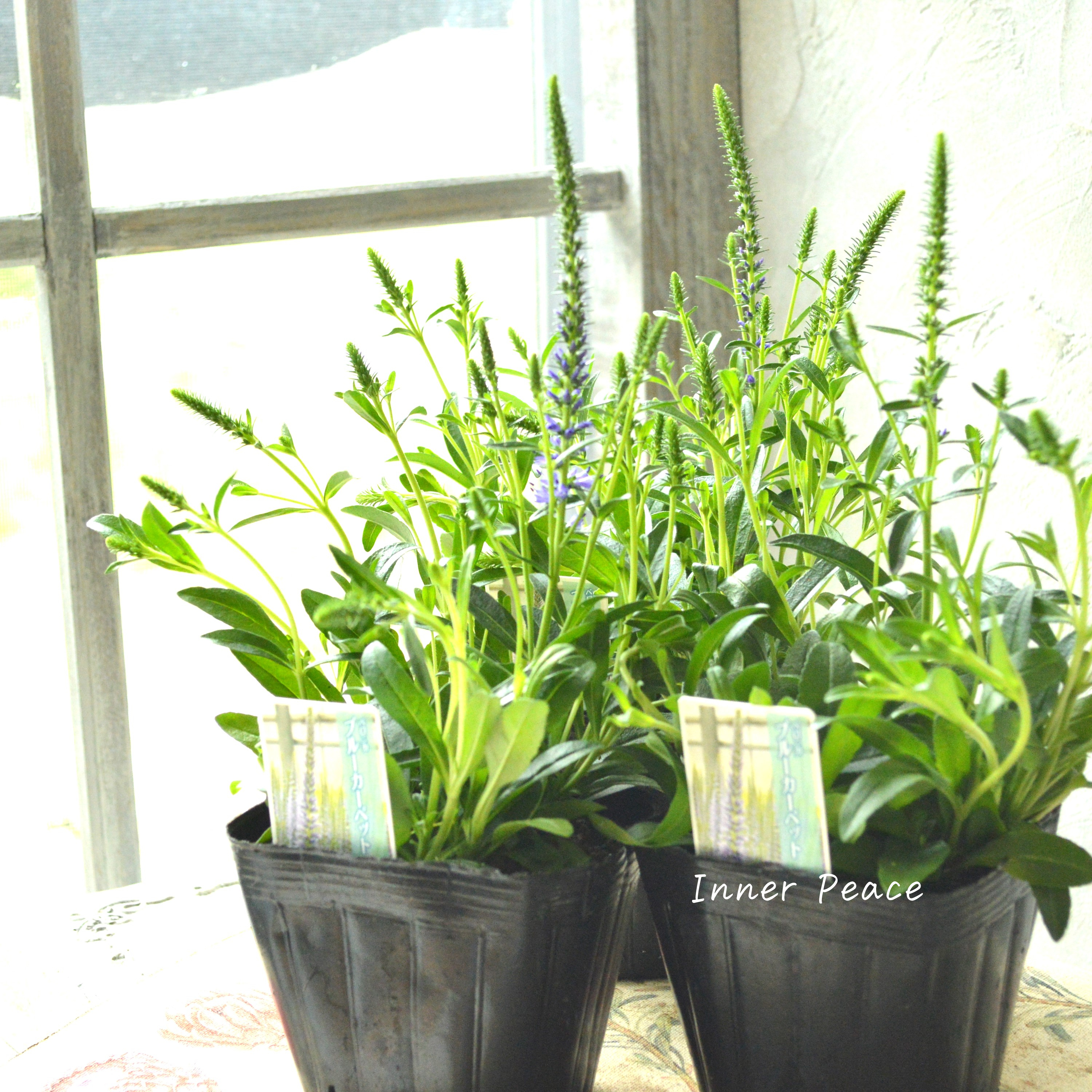 【宿根】 ベロニカ 『スピカタ・ブルーカーペット』 3.5寸POT