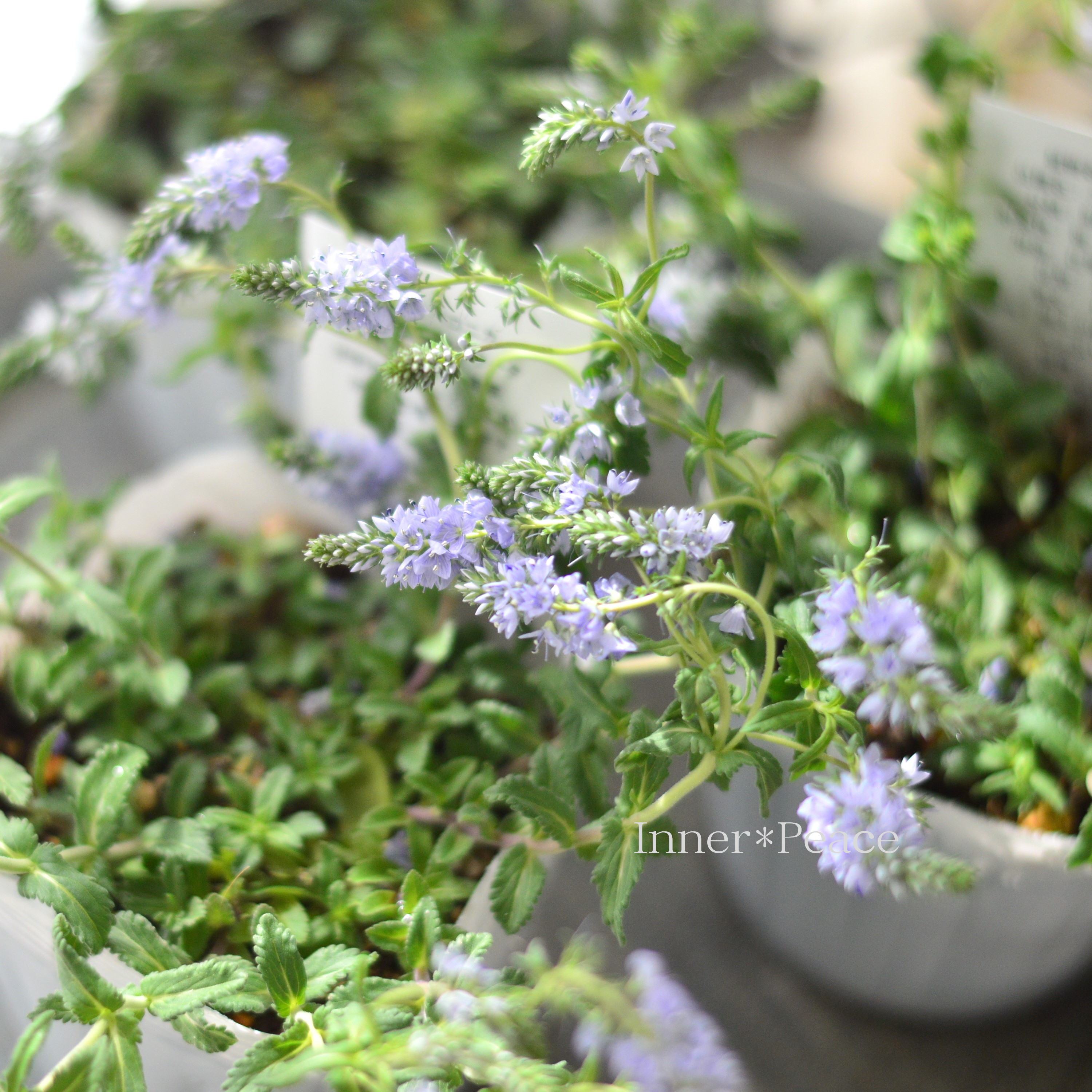 【宿根】 ベロニカ 『プロストラータ・ネスター』 3.5寸POT