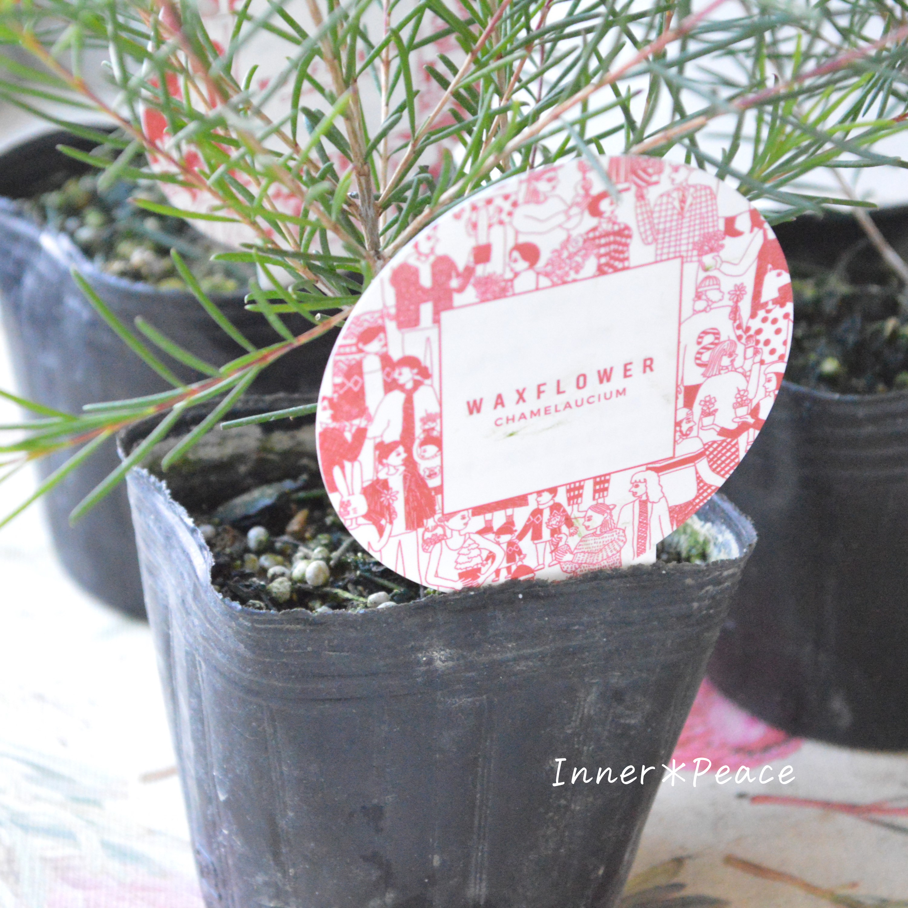 【人気】 ワックスフラワー 3寸POT