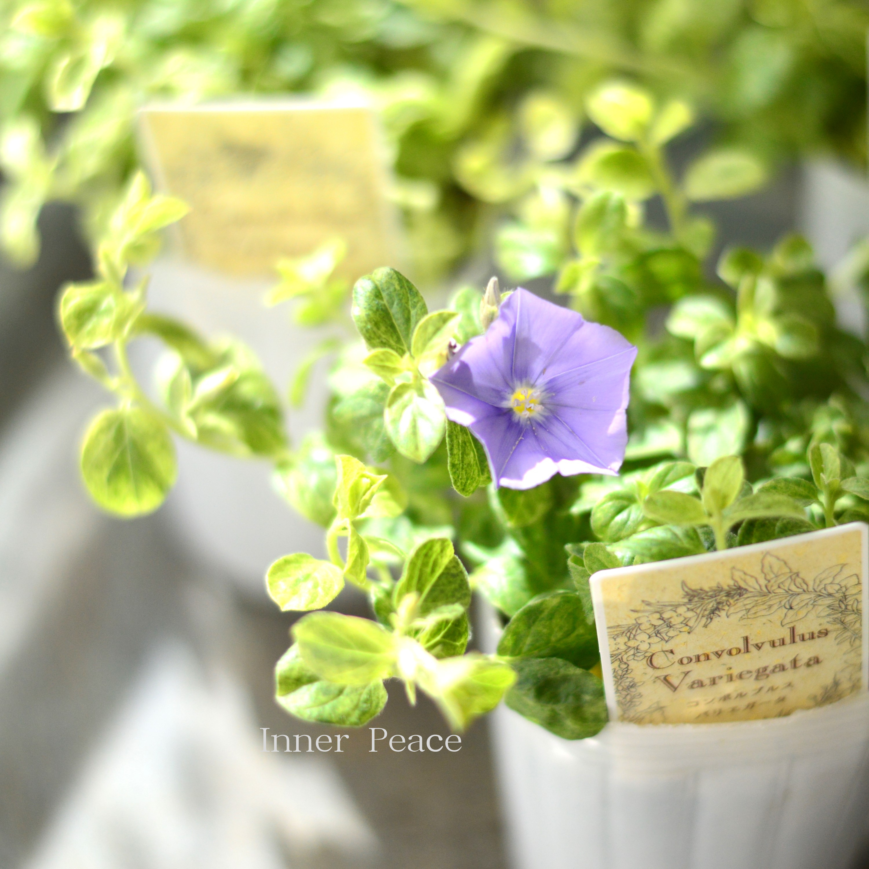 【斑入り】 コンボルブルス 『バリエガータ』 2.5寸ロングPOT