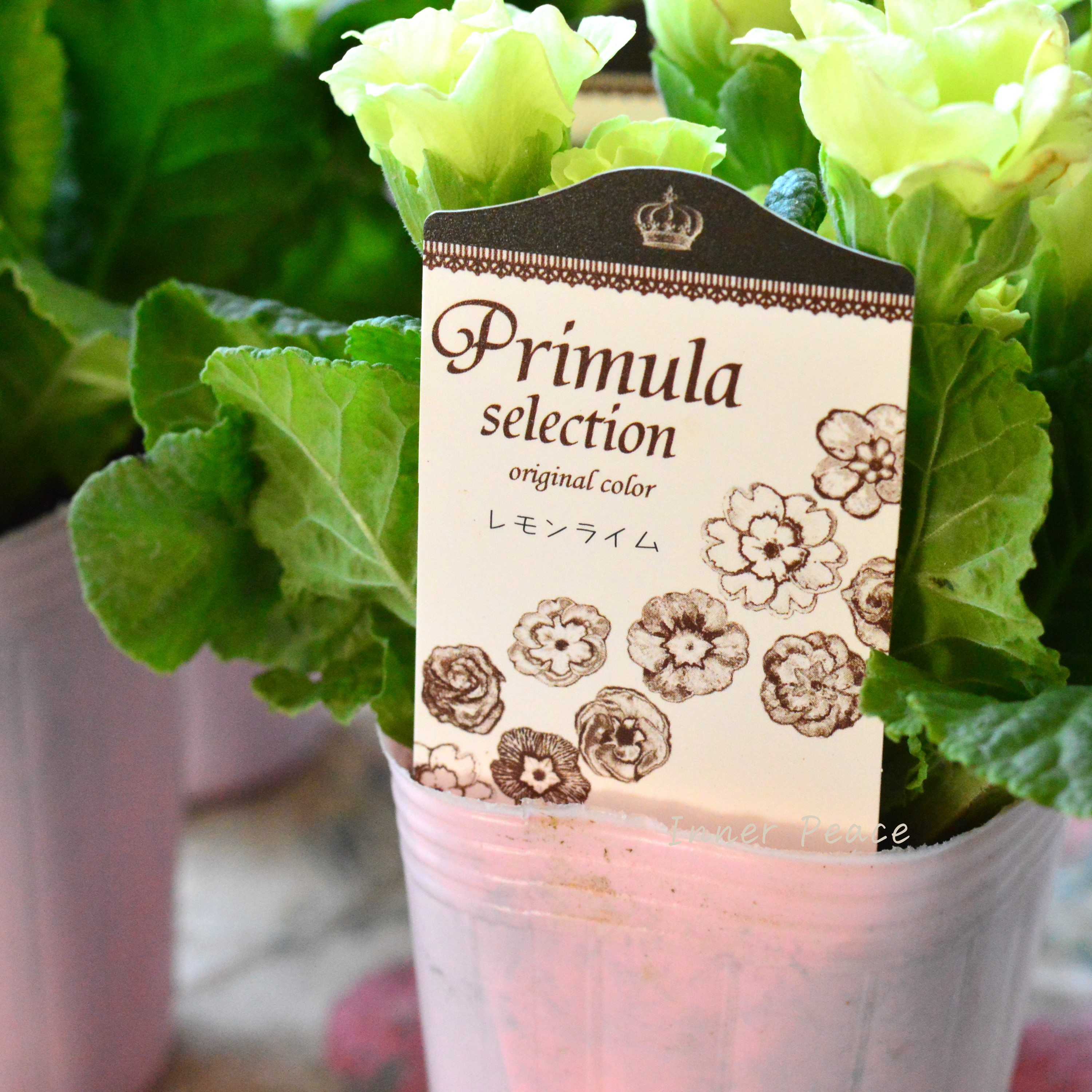 【k-plantsさん】 バラ咲き プリムラ 『レモンライム』 2.5寸ロングPOT