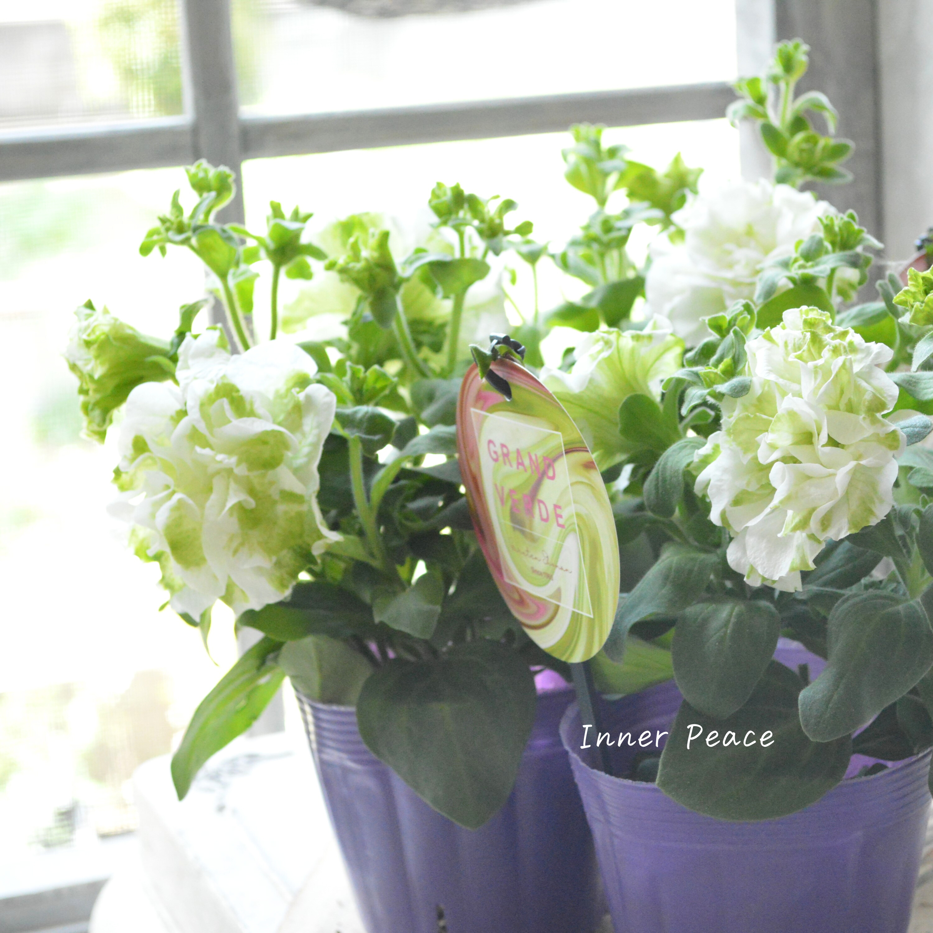 【ガルテン湘南さん】 ペチュニア 『湘南マルモ・ヴェルデ』 3.5寸POT