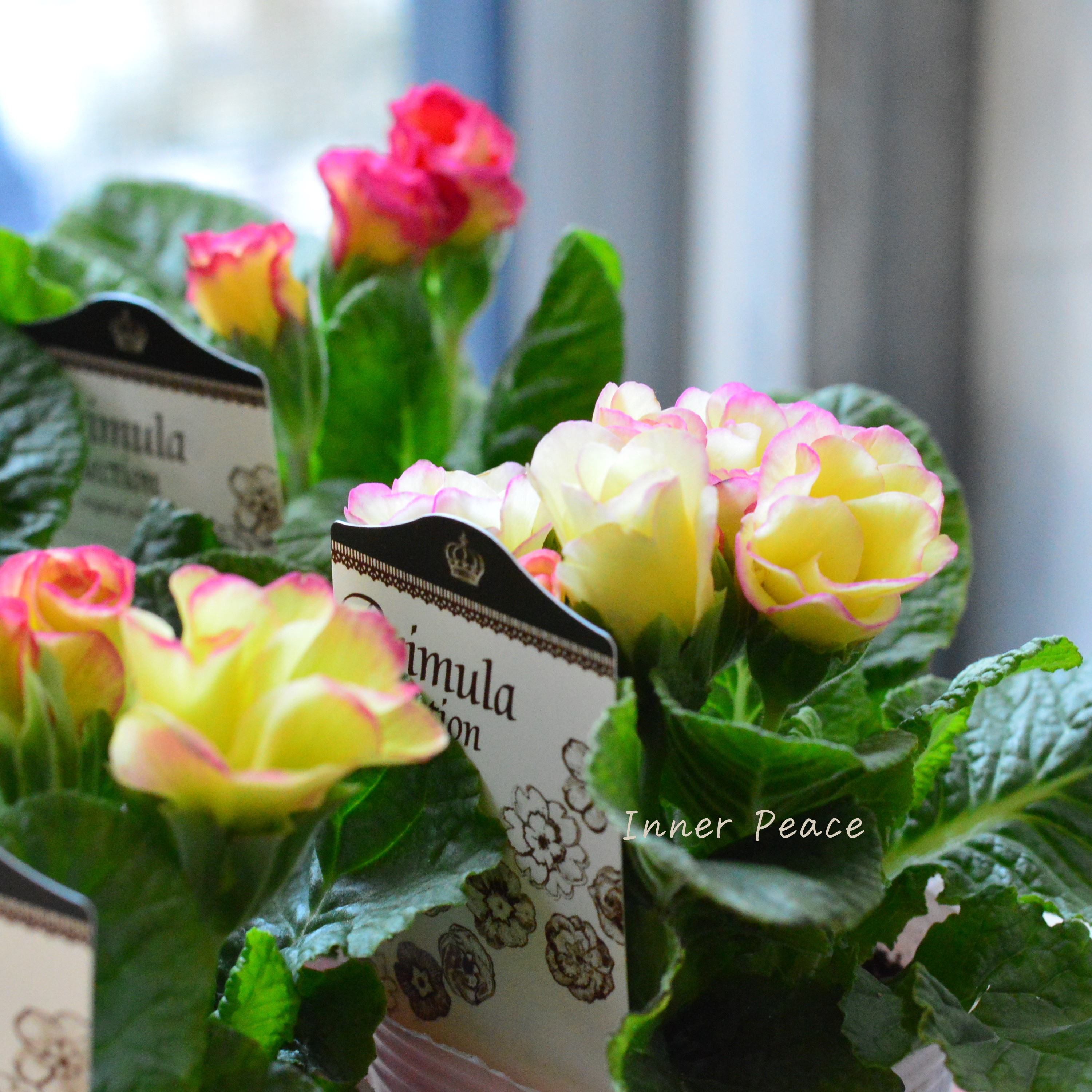 【k-plantsさん】 バラ咲き プリムラ 『ベリーベリーカスタード』 2.5寸ロングPOT