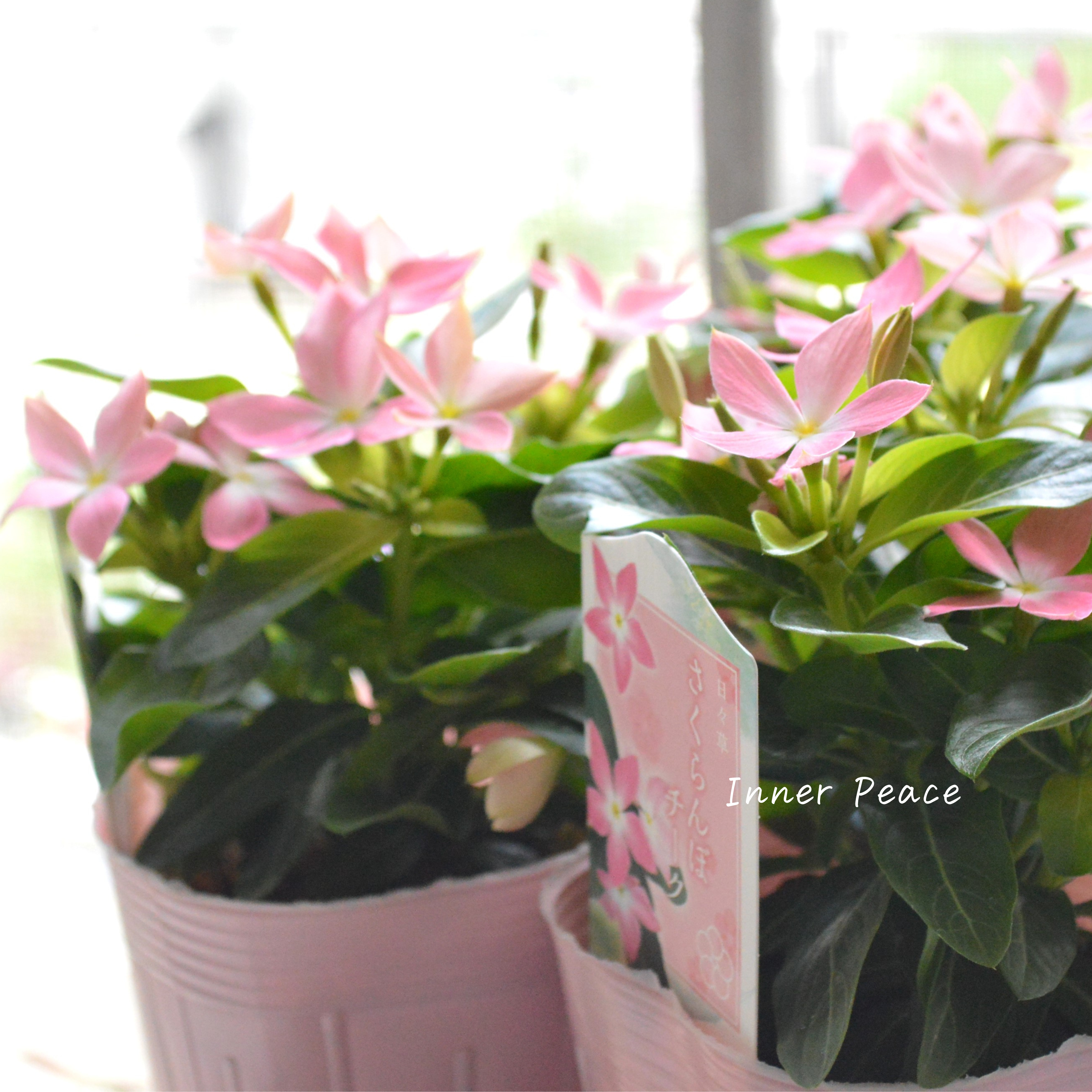 【サトウ園芸さん】 ニチニチソウ 『さくらんぼチーク』 3.5寸POT