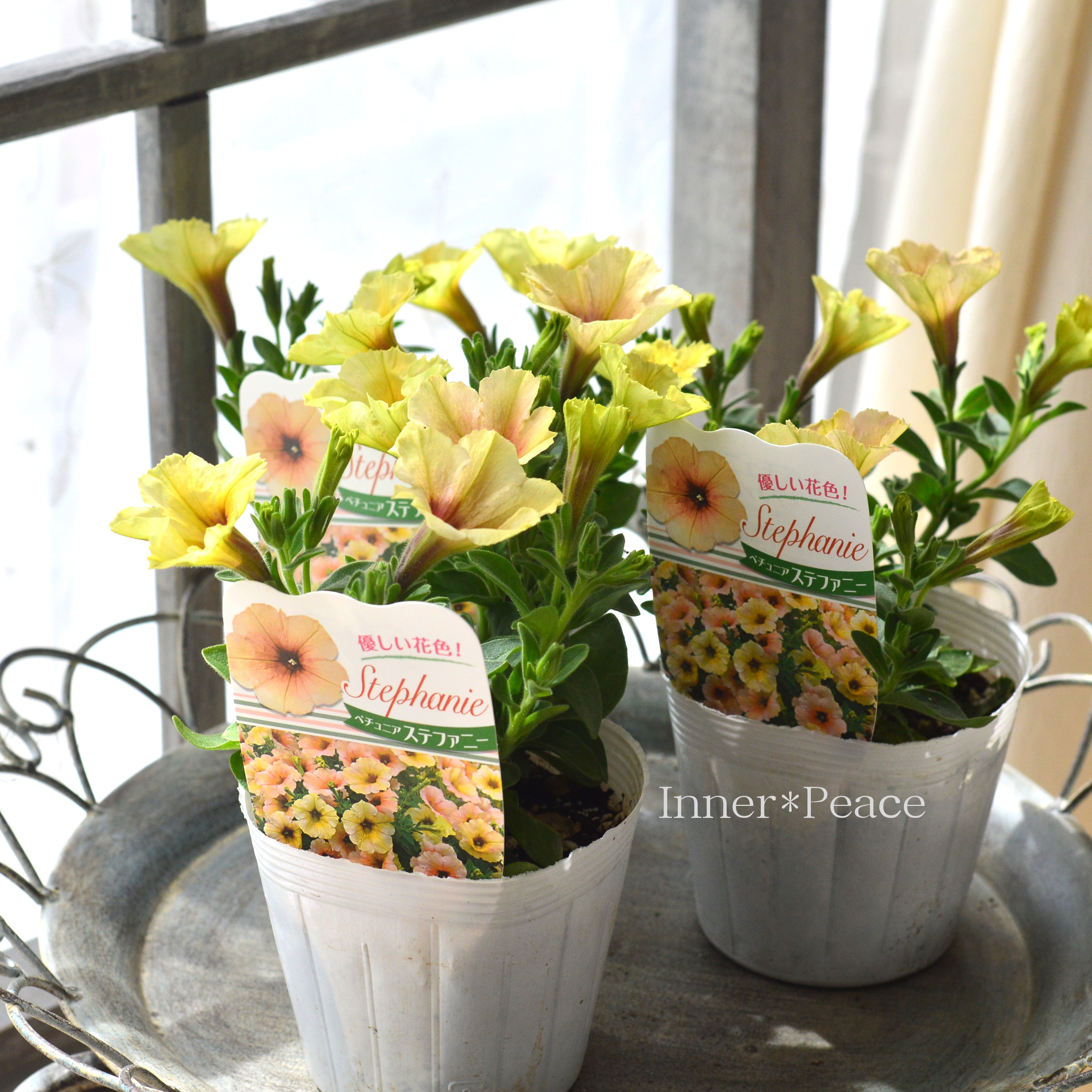 【人気】 ペチュニア 『ステファニー』 3.5寸POT